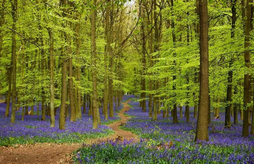 A sunlit pathway into a green woods through a bed of purple flowers