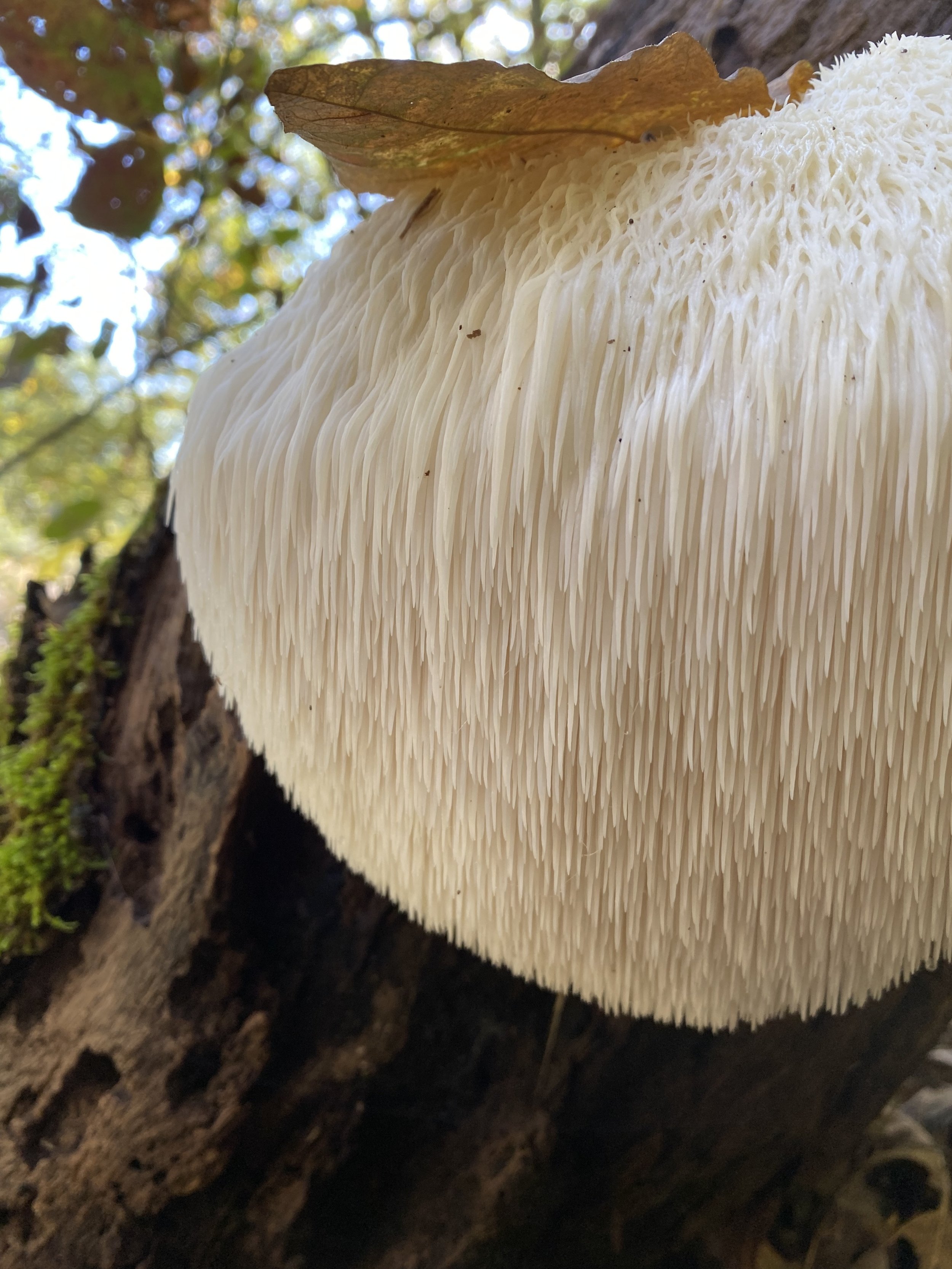 Mushroom Grow Kit Log Method — Midway Mushrooms