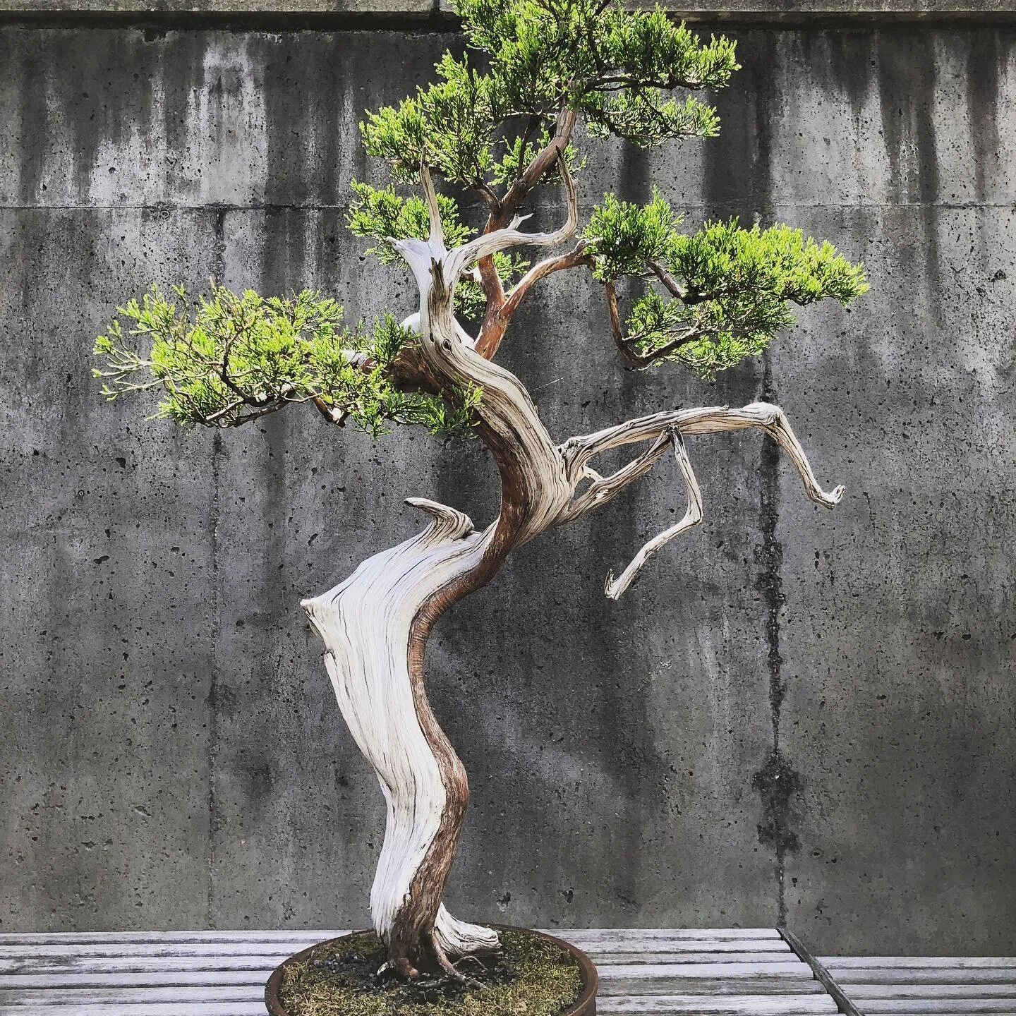 Spent some time admiring the bonsai exhibit at the NC Arboretum yesterday. Aren&rsquo;t they amazing?