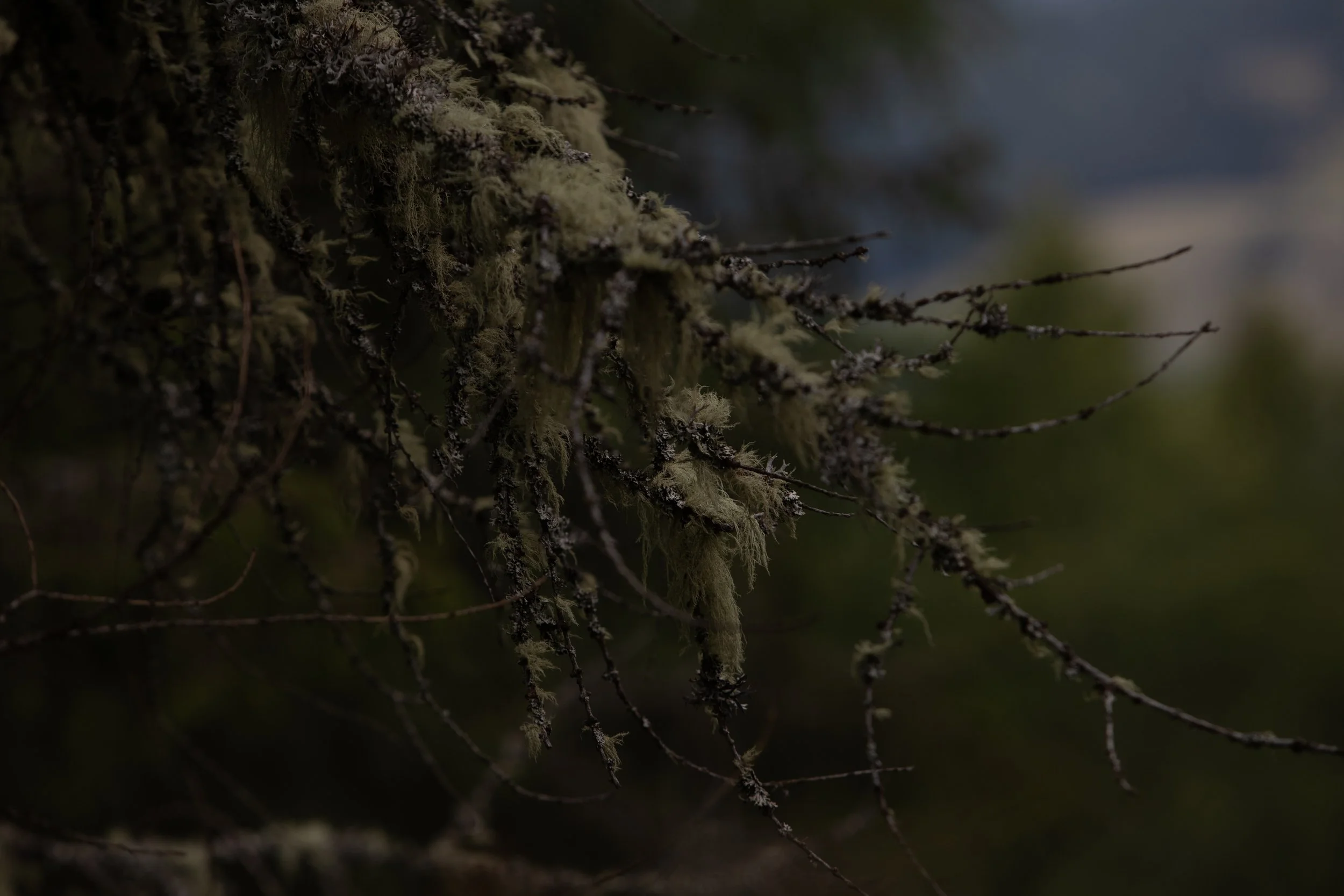 Dettaglio di muschio e licheni su un ramo di albero delle Dolomiti