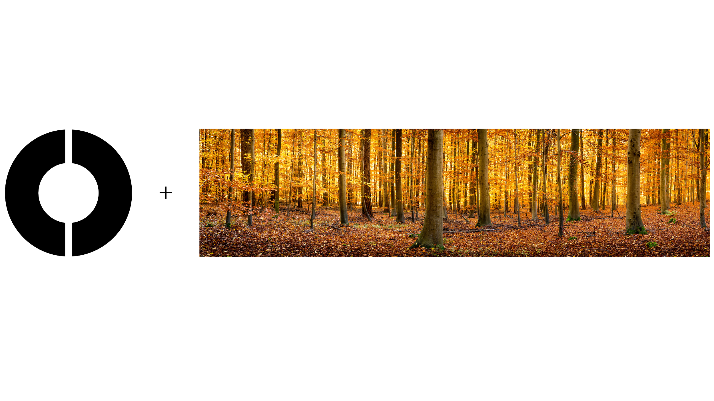 Lens plus autumn image.png