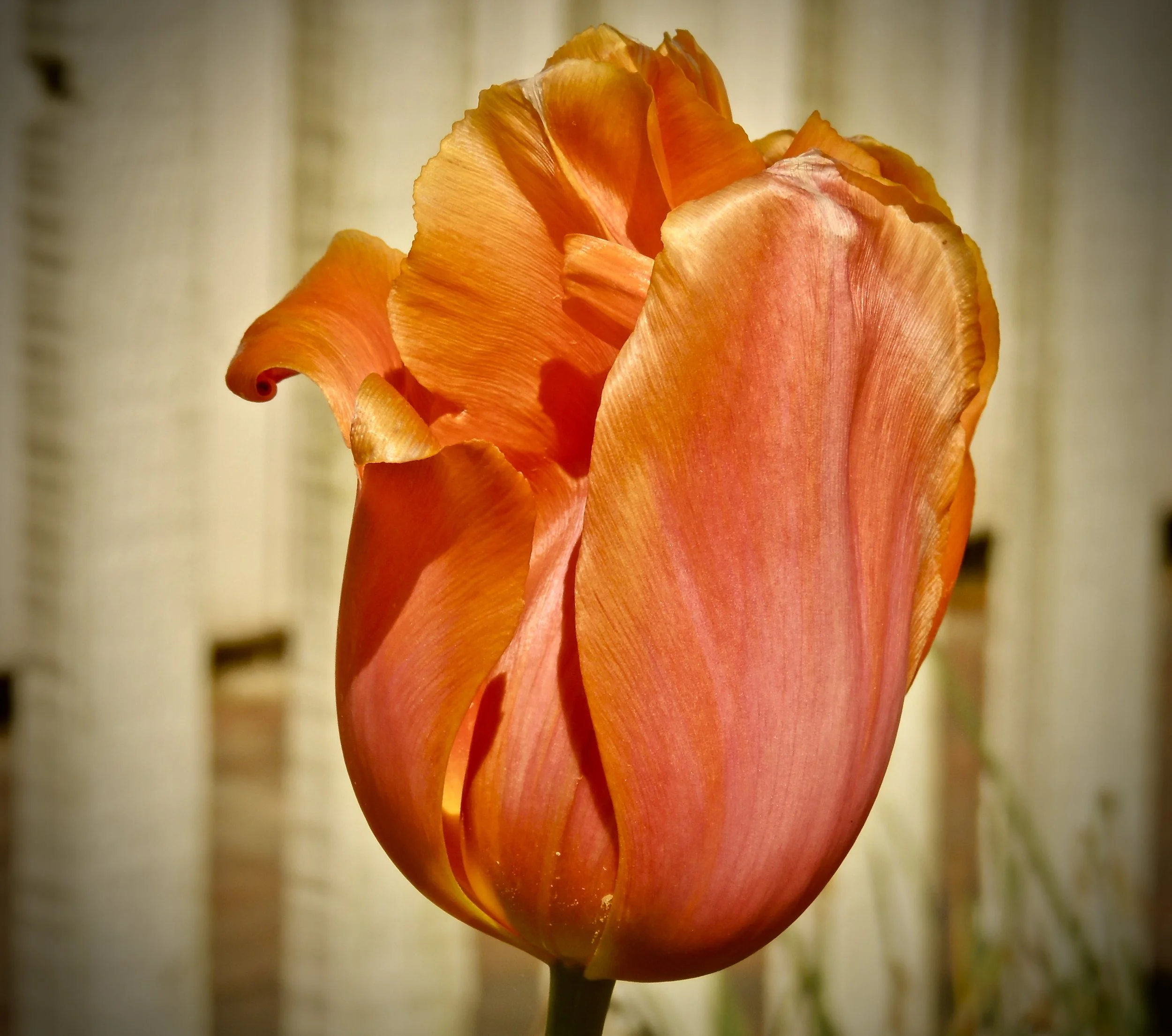 Close-up of an orange tulip with textured petals against a blurred background.
