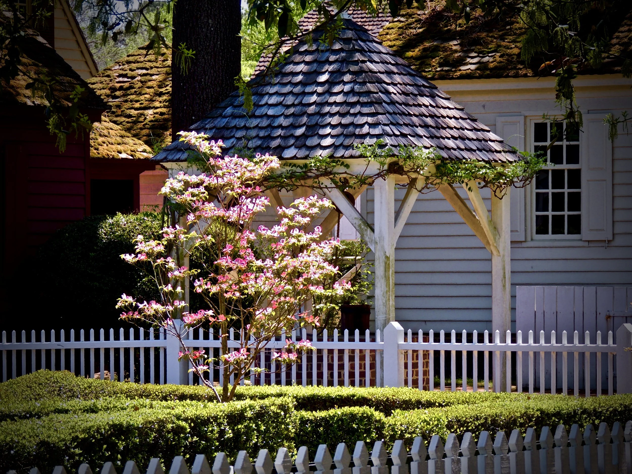 Cottage garden with pink flowering tree, white picket fence, and wooden gazebo. Mossy roofed building in background.