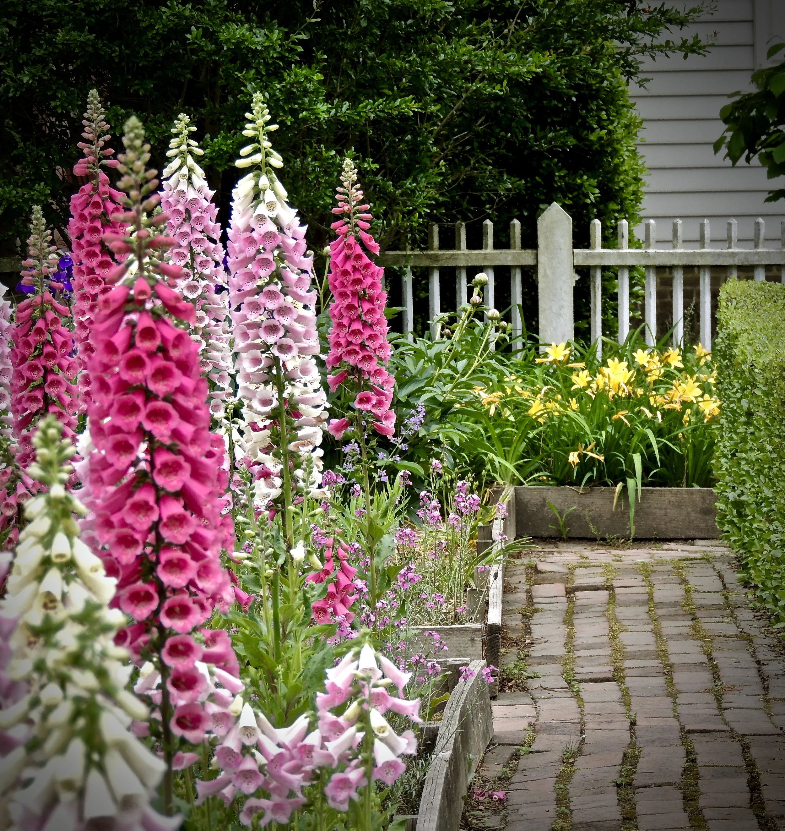 Garden with vibrant pink foxgloves, yellow daylilies, a brick pathway, a white picket fence, and lush greenery.