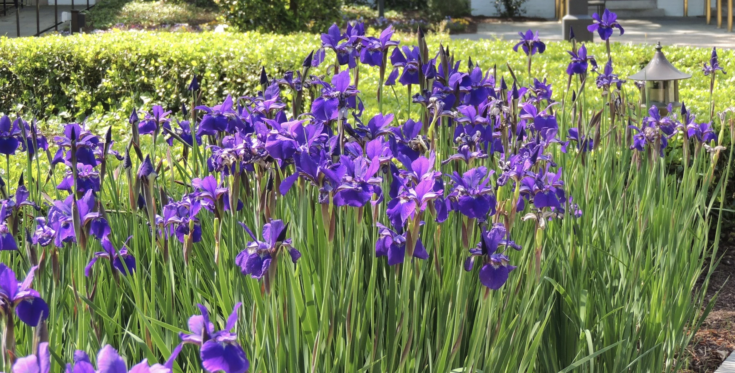 Garden with blooming purple irises and green foliage.
