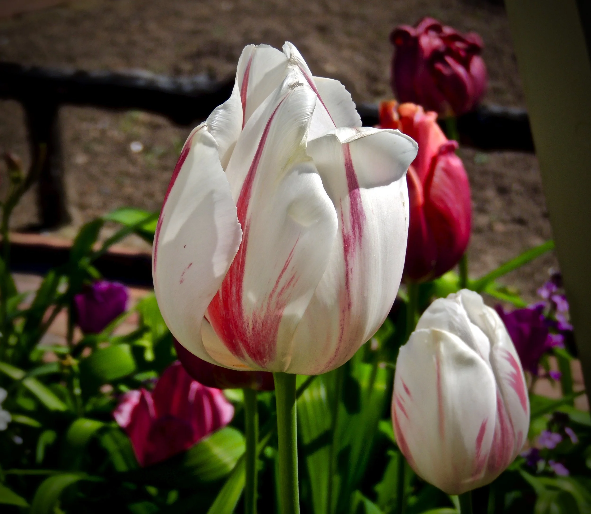 Close-up of a white tulip with red streaks in a garden, with green leaves and other colorful flowers in the background.