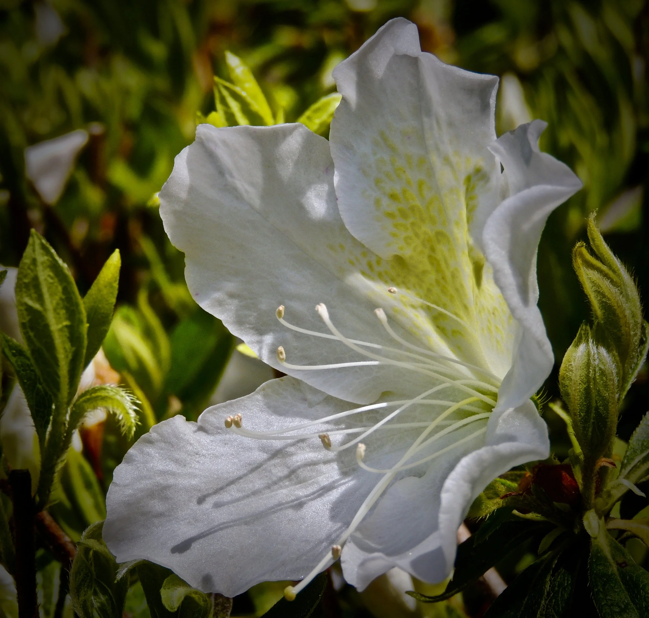 Close-up of a white azalea flower with green leaves in the background.