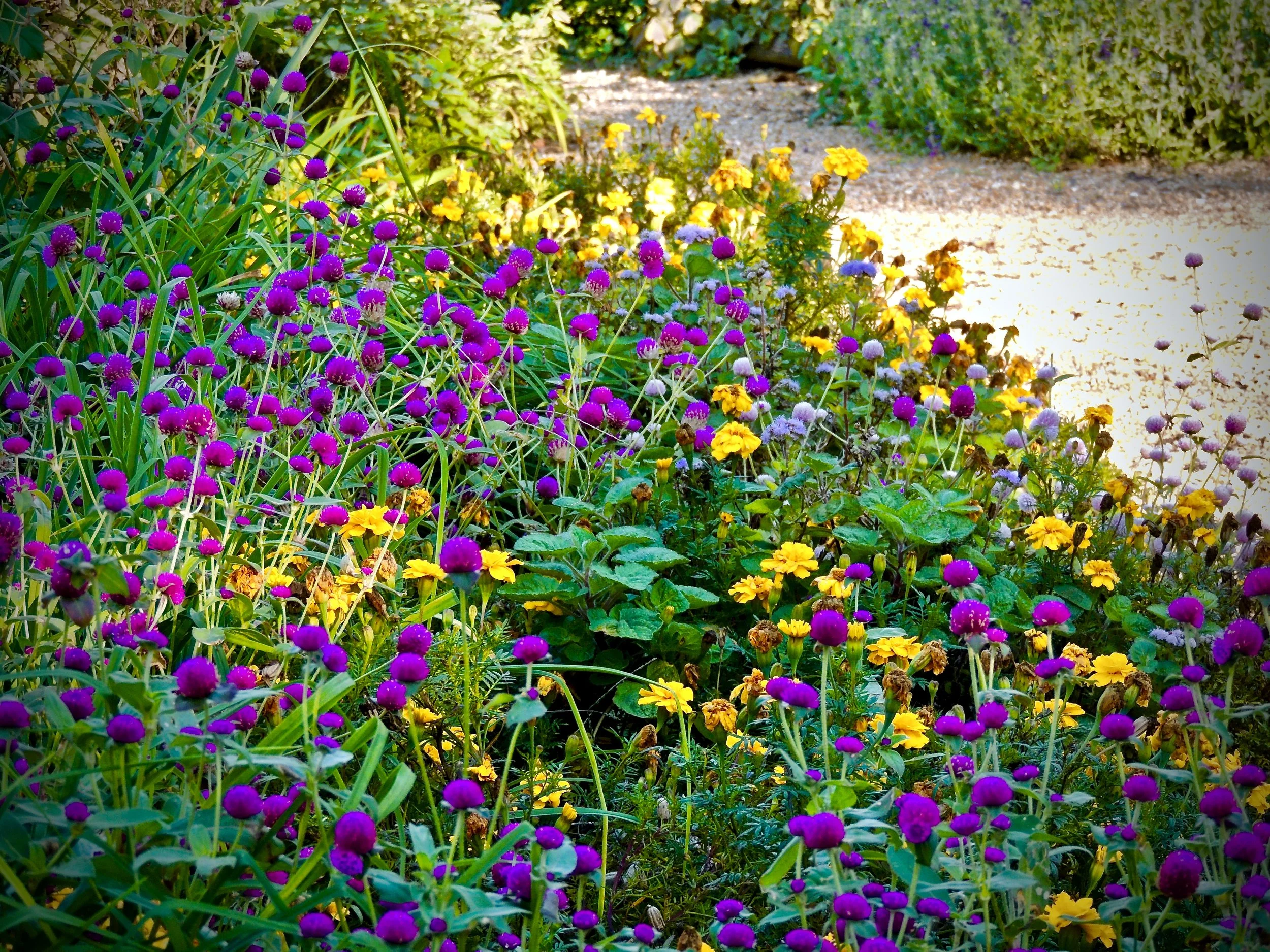 Garden with vibrant purple and yellow flowers and green foliage