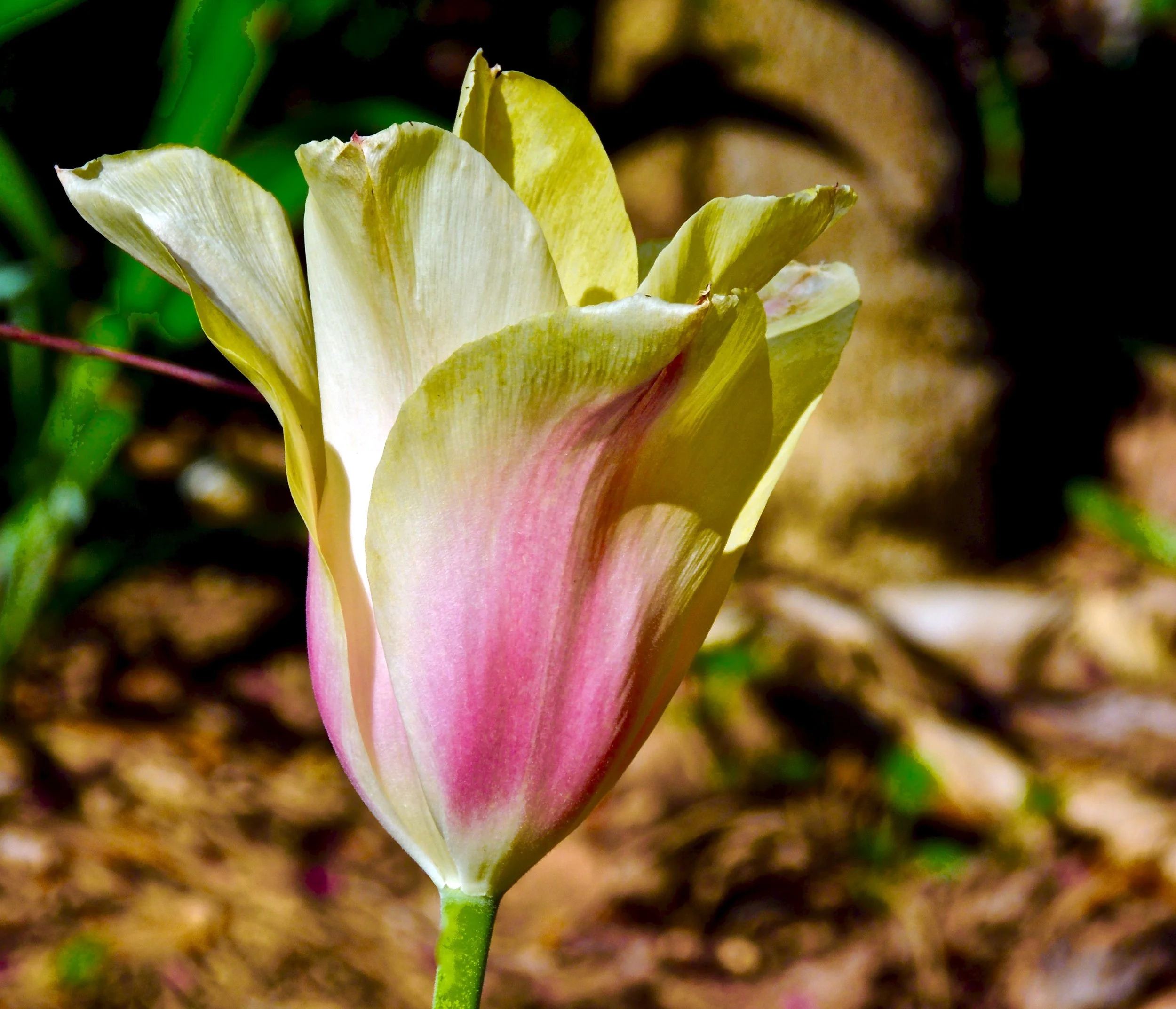 Close-up of a tulip with yellow and pink petals against a blurred natural background.