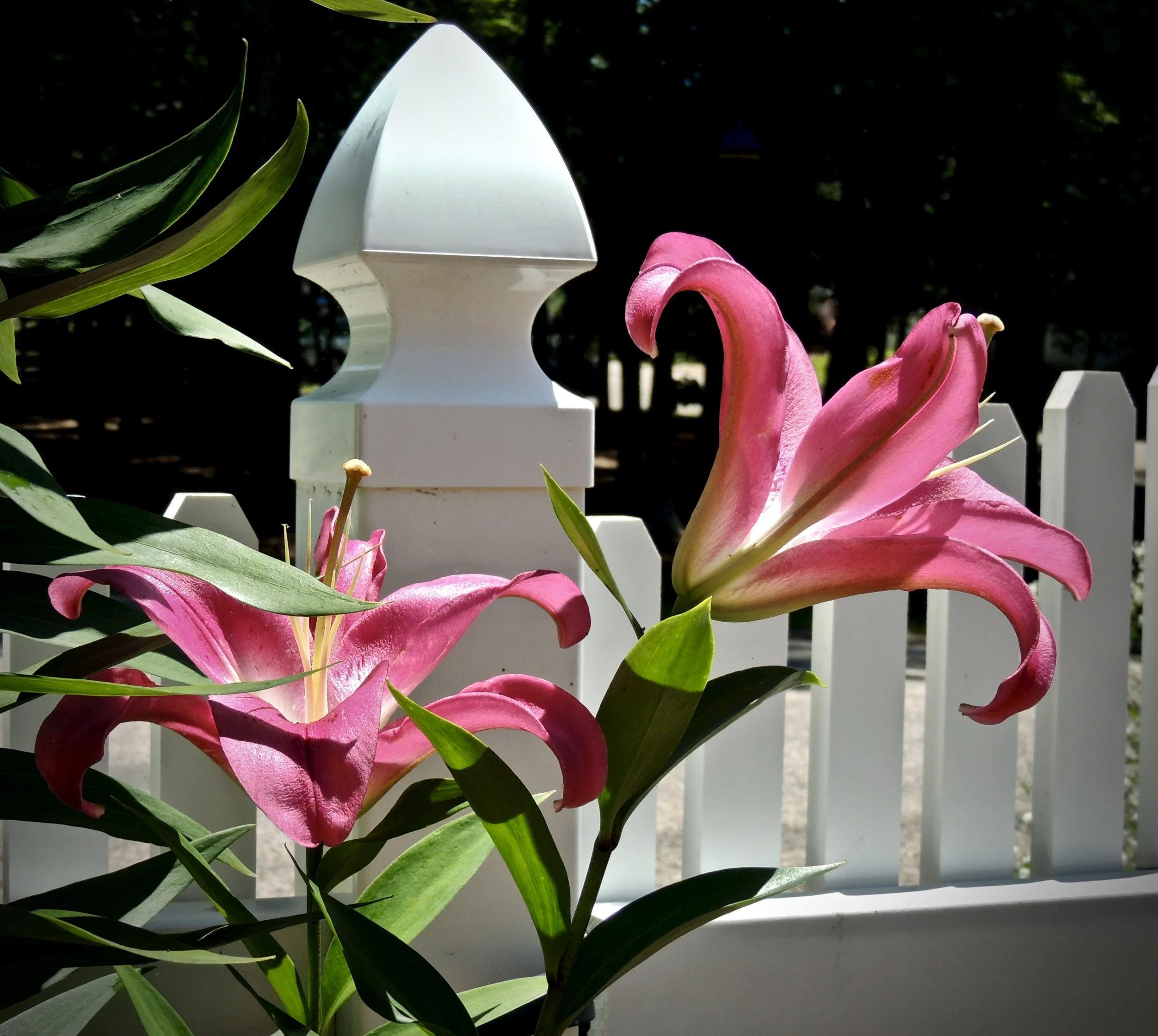Pink lilies in front of a white picket fence with green leaves.