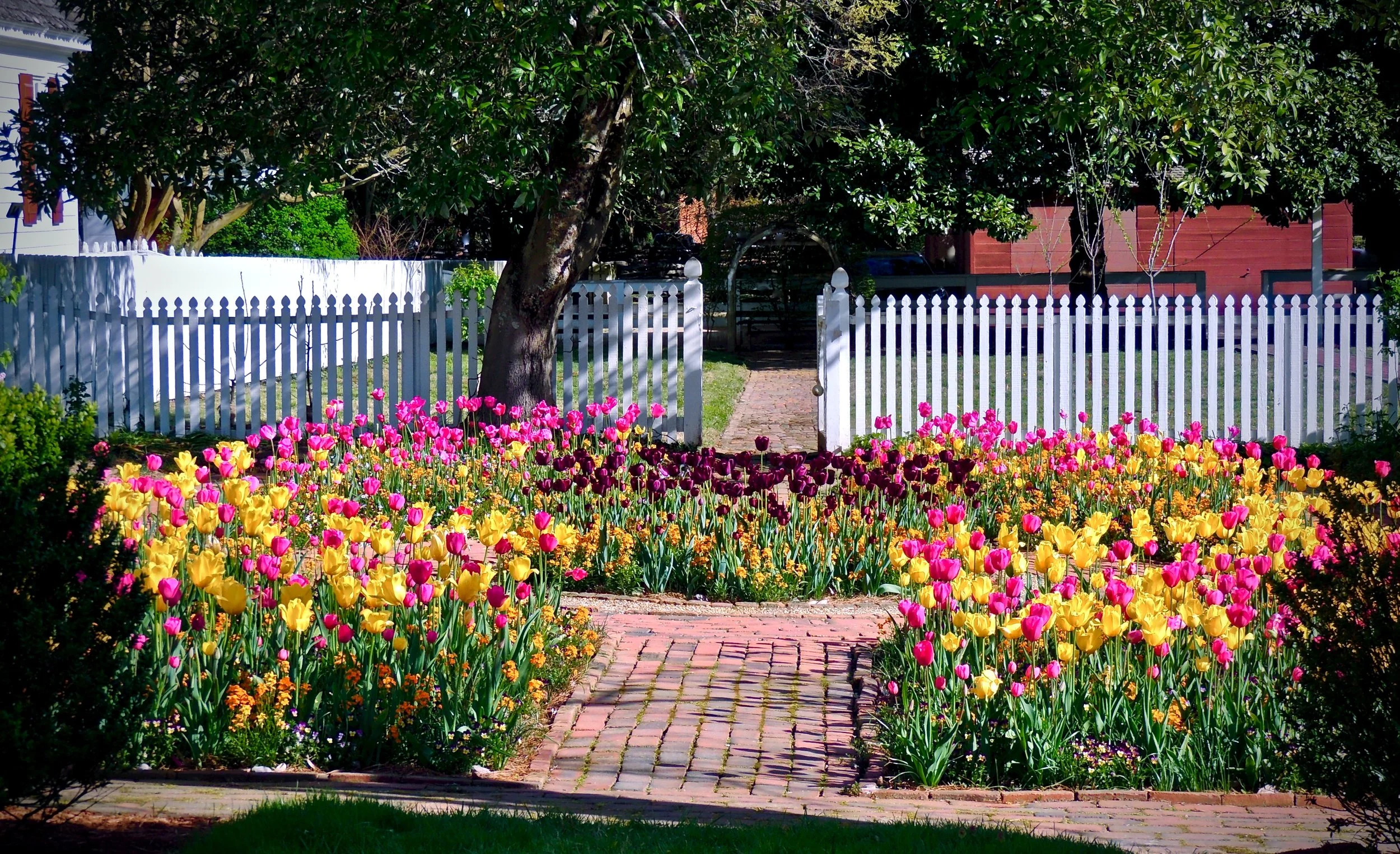 Garden with colorful tulips and white picket fence