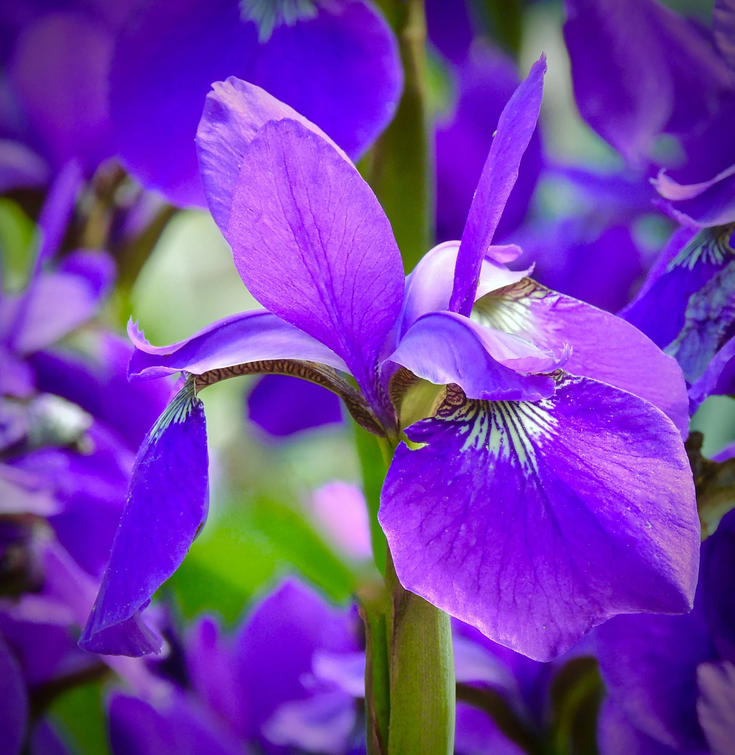 Close-up of a vibrant purple iris flower