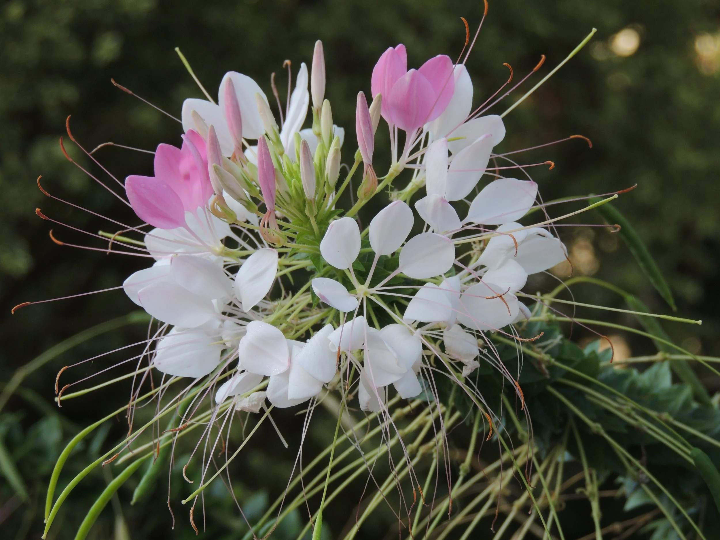 Pink and white spider flower (Cleome hassleriana) with long stamens, surrounded by green foliage.
