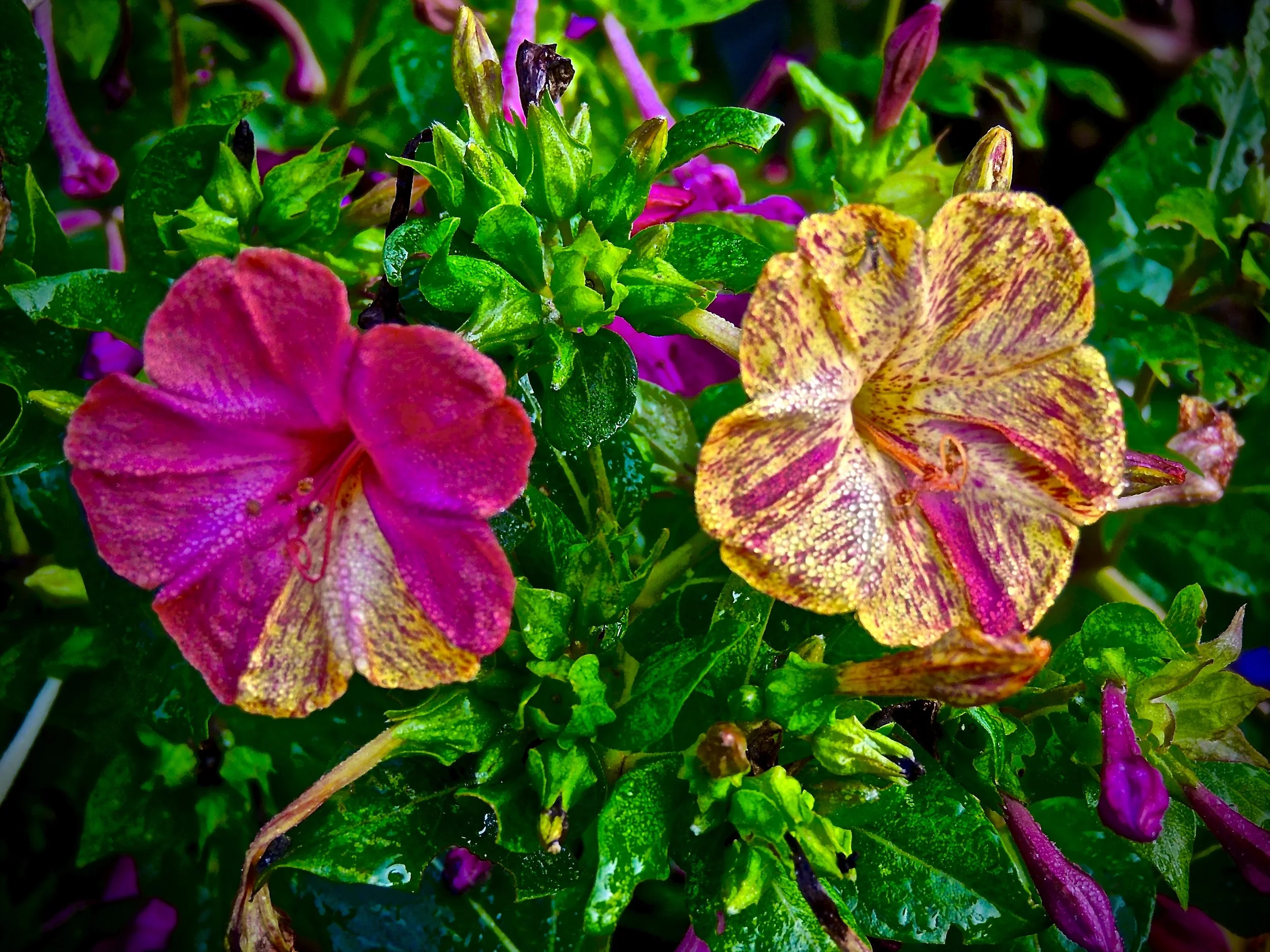 CA88C8FD-4988-4F38-B9CE-70D6F17F4469_1_201_a.jpeg