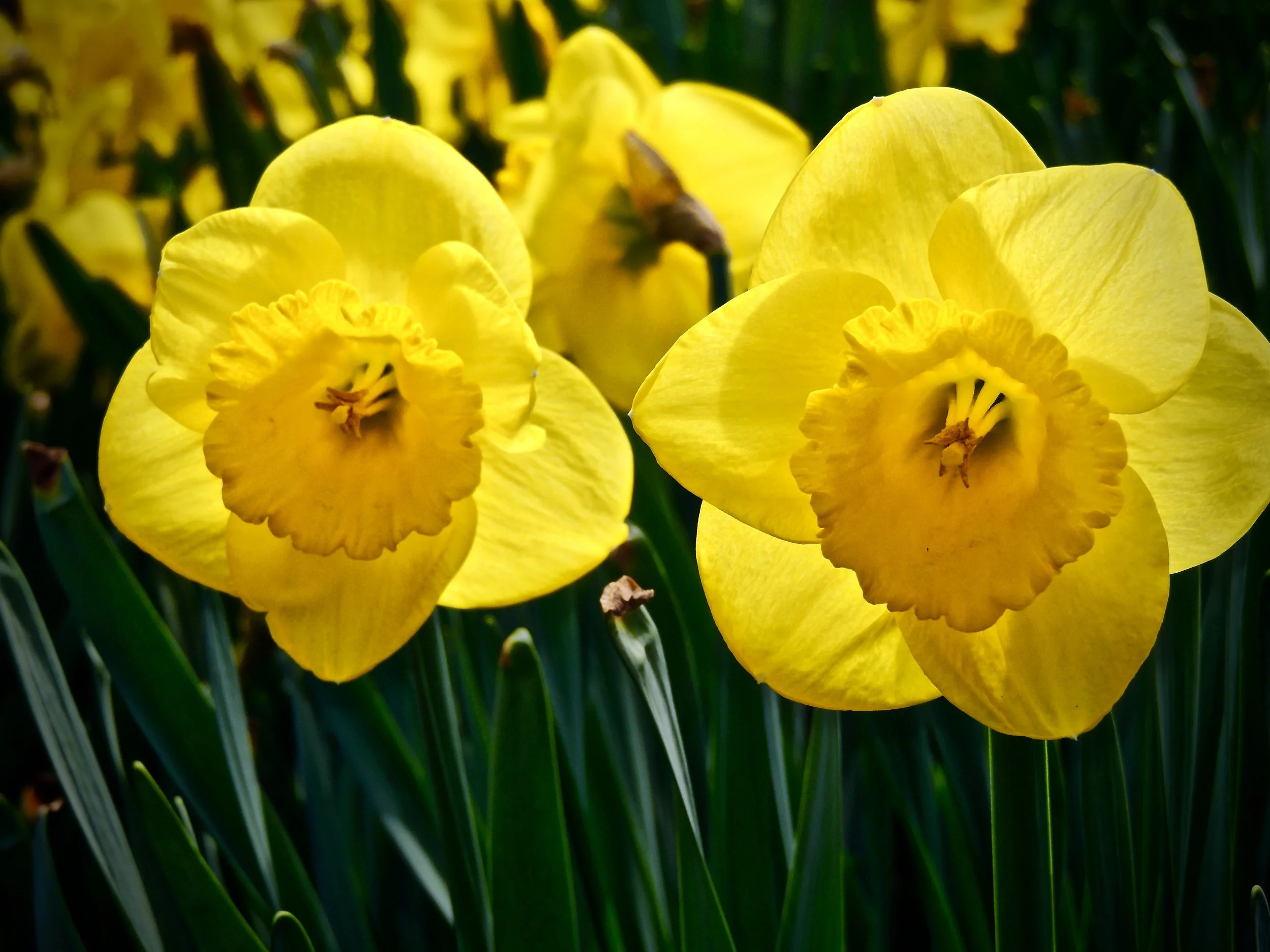 Close-up of two yellow daffodils in full bloom with green leaves in the background.