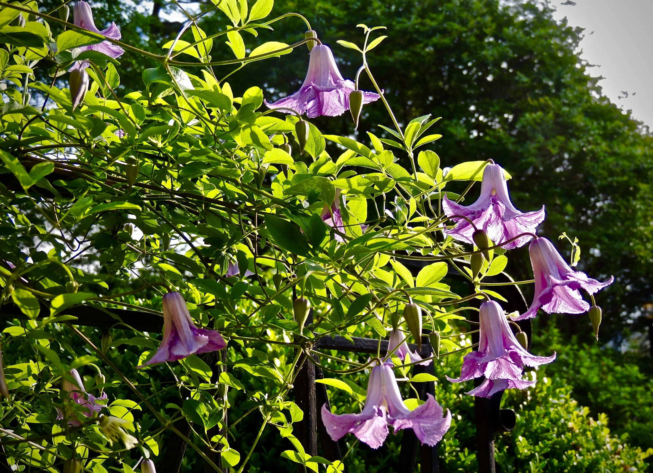 Purple clematis flowers with green leaves in a garden, backlit by sunlight.