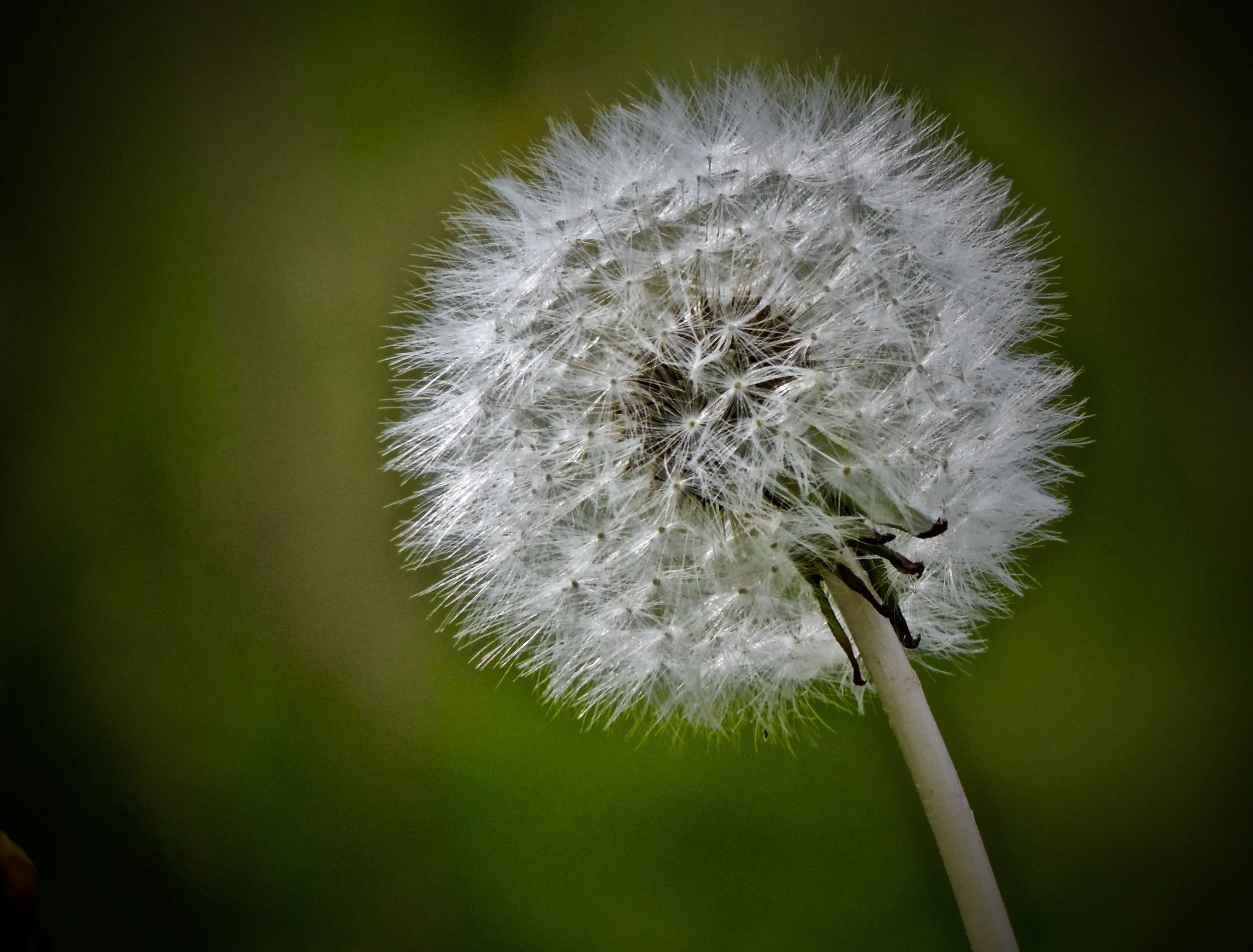 Close-up of a dandelion seed head on a green blurred background.