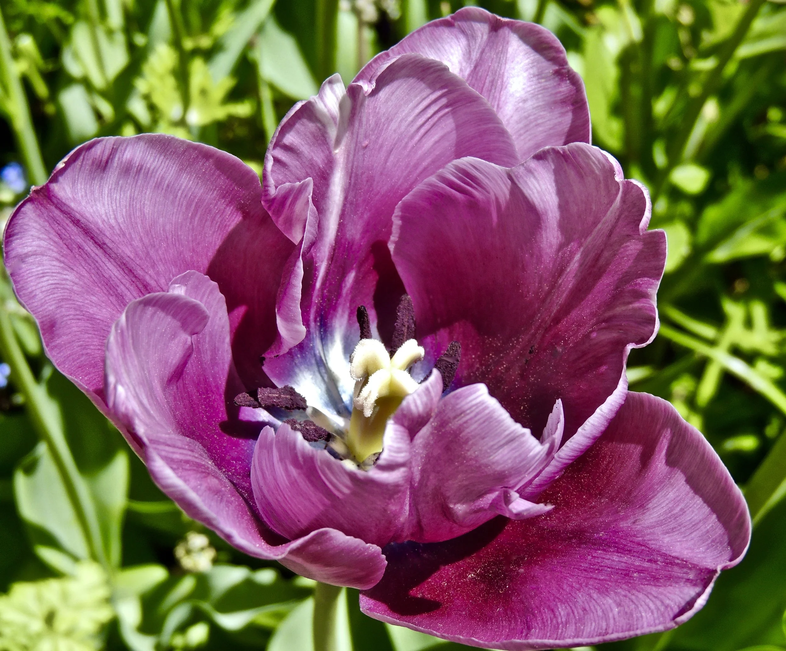 Close-up of a purple tulip in full bloom with green foliage in the background.