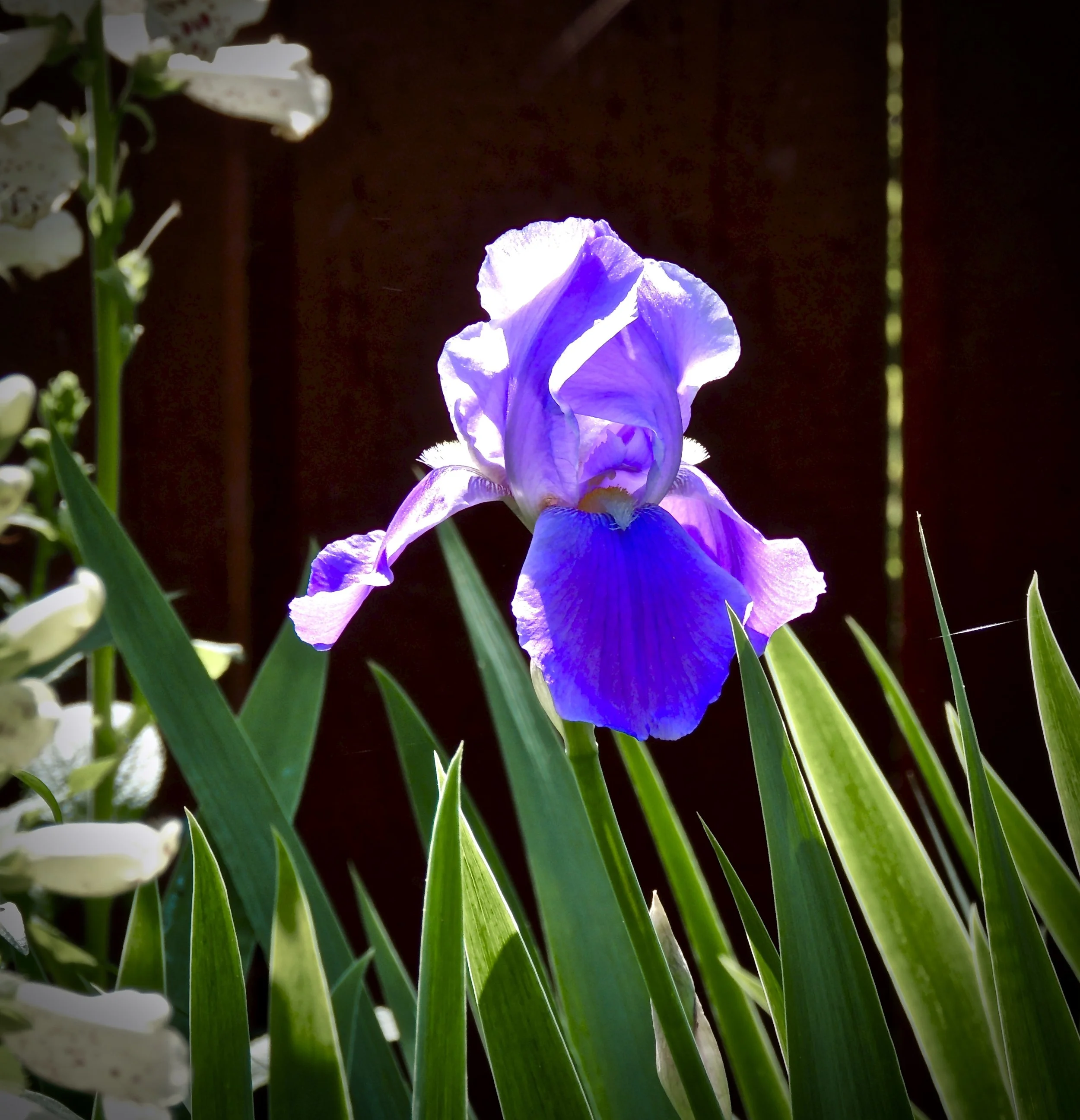 Close-up of a vibrant purple iris flower with green leaves in a garden setting, surrounded by white flowers and greenery.