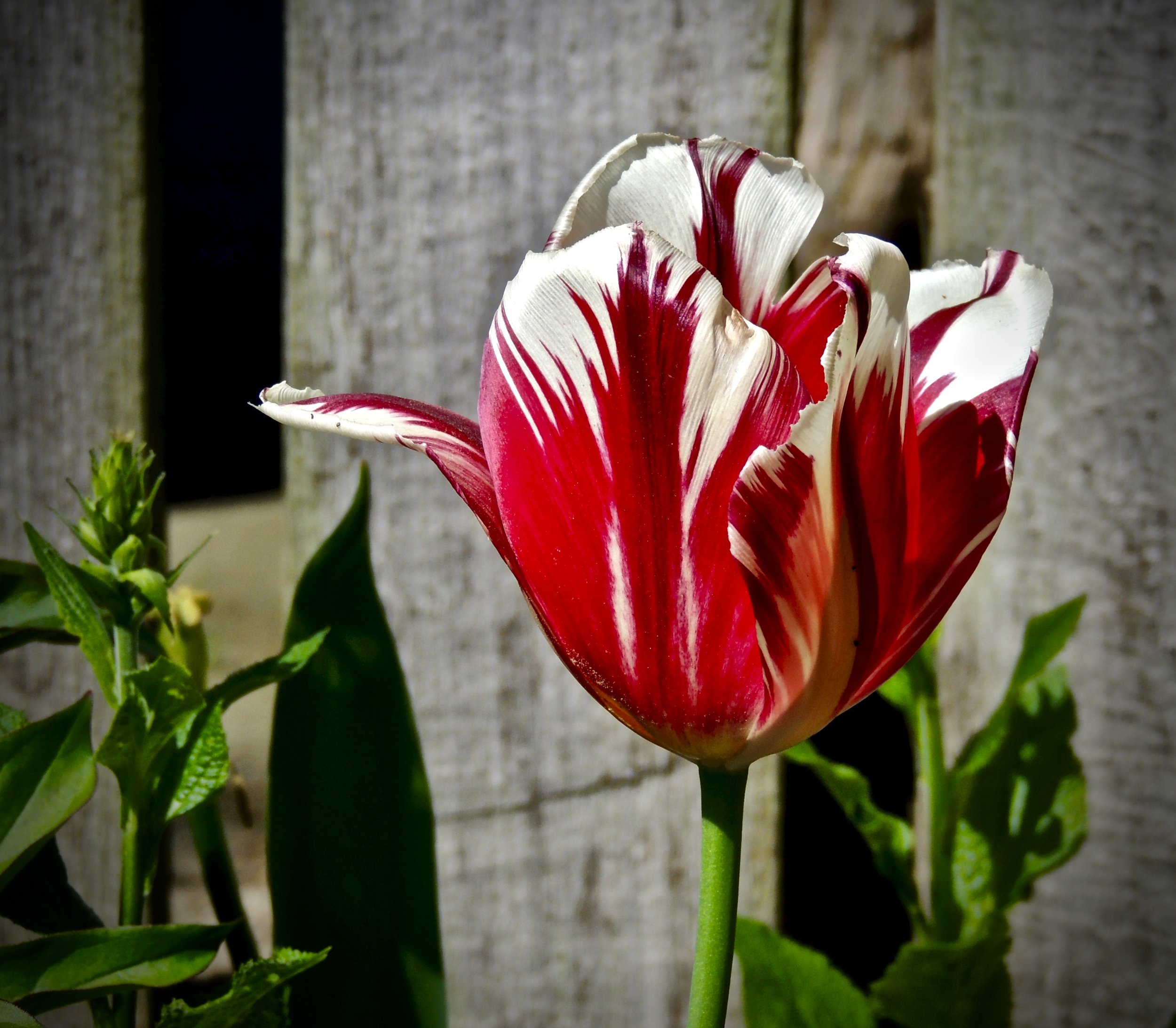 Close-up of a red and white tulip against a wooden fence background.