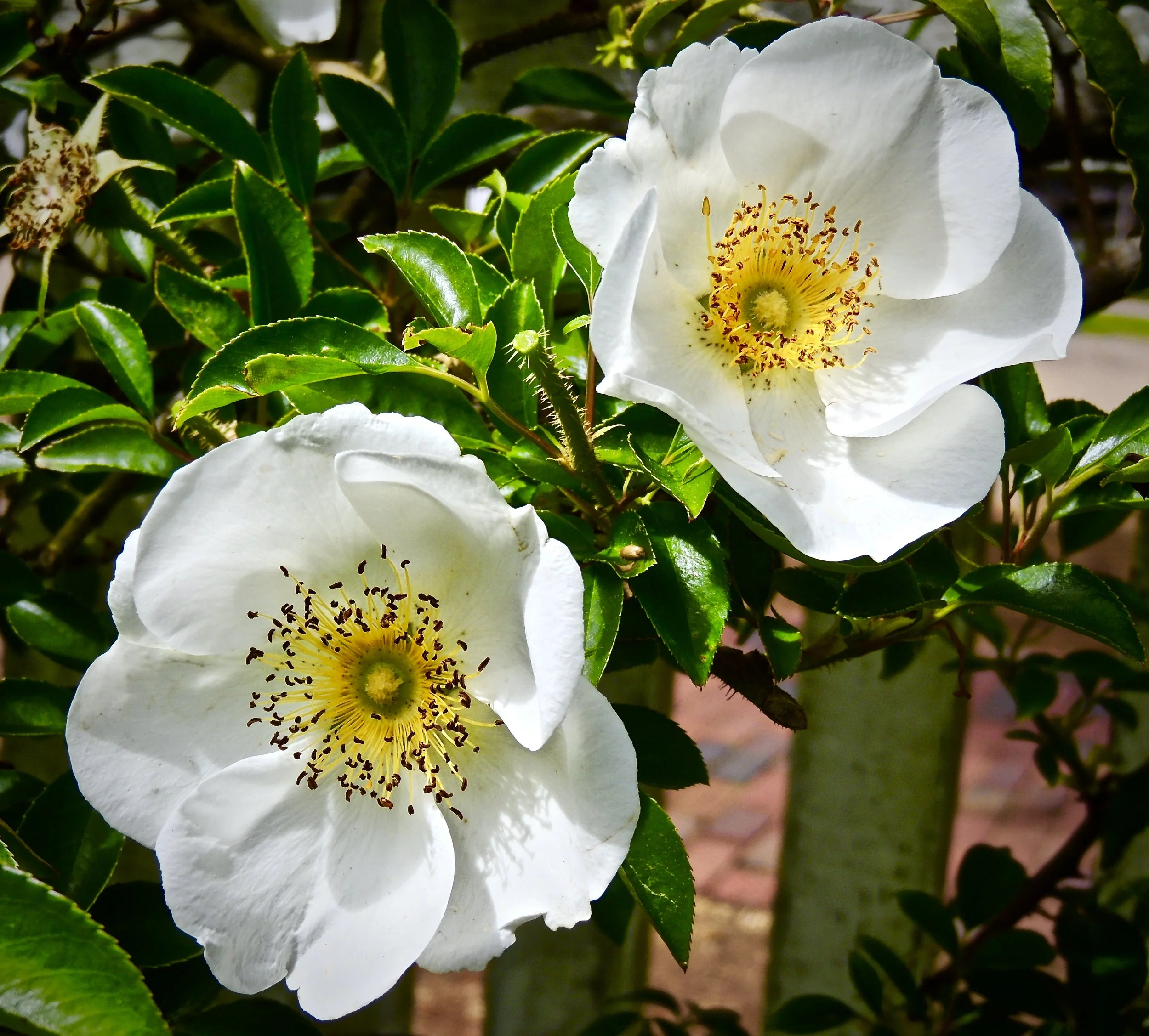 Two white wild roses with yellow centers and green leaves in sunlight