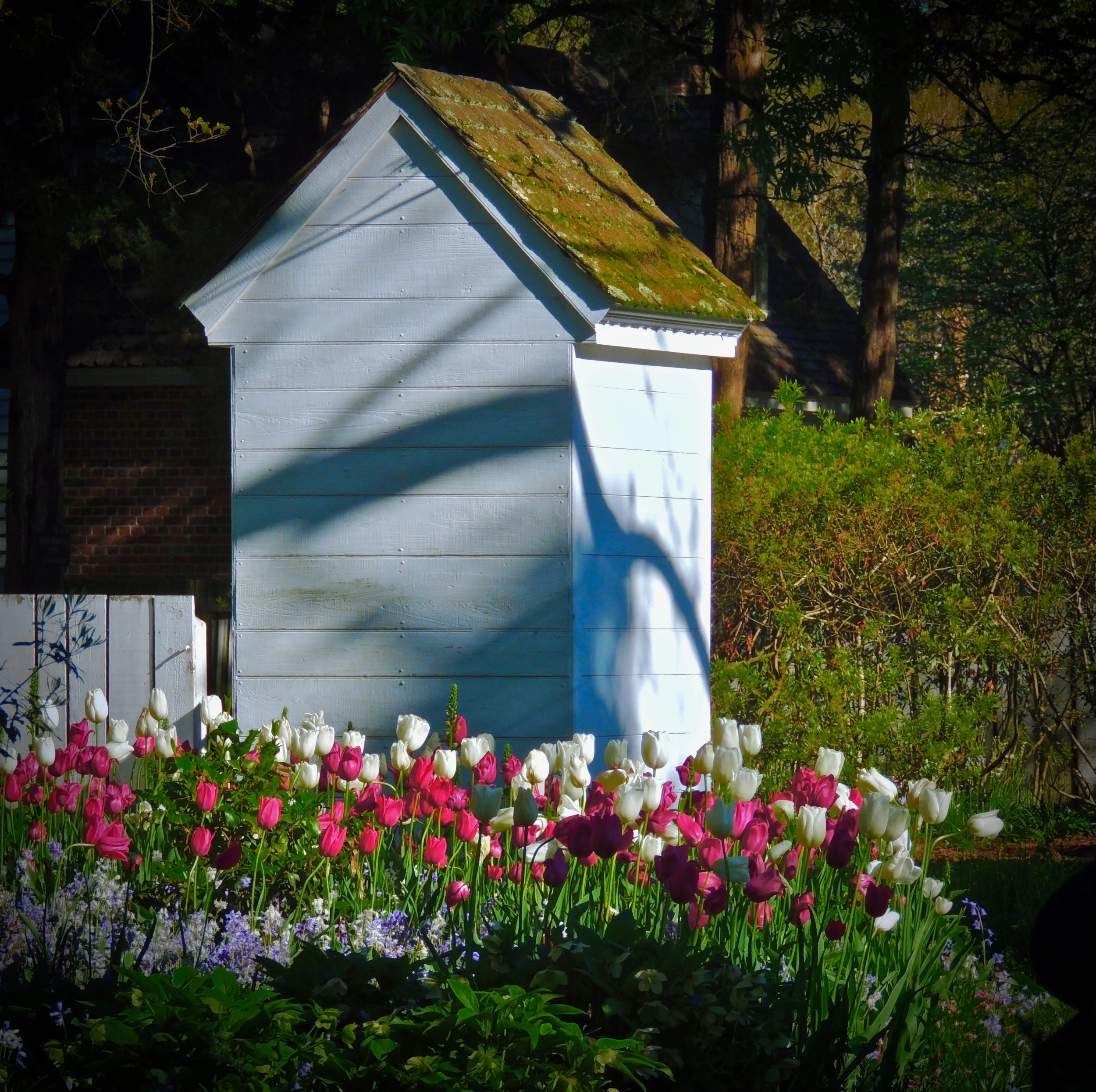 Garden with red and white tulips in front of a small white shed with a slanted roof, surrounded by green foliage and trees in the background.
