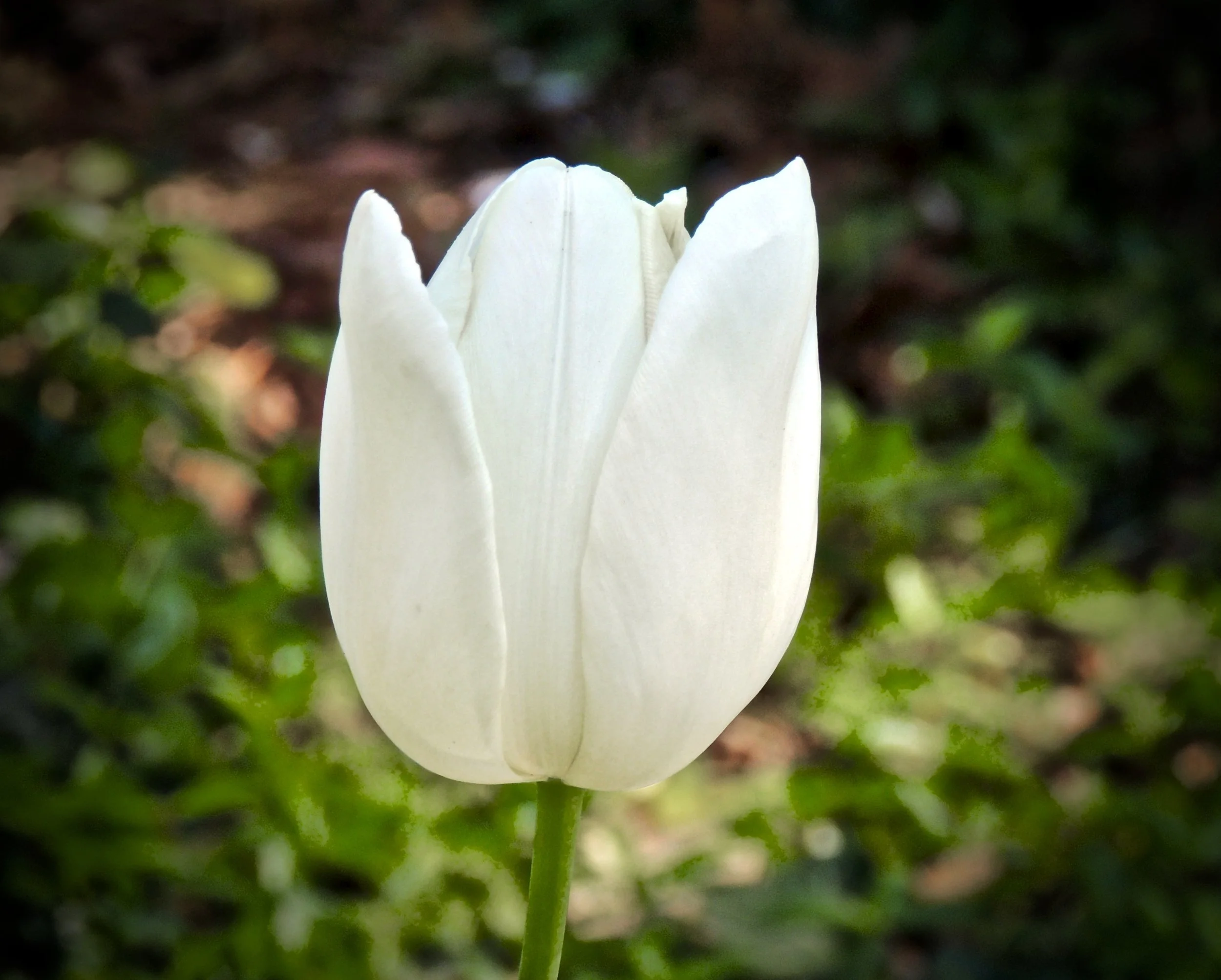 Close-up of a white tulip with green leaves in the blurred background.