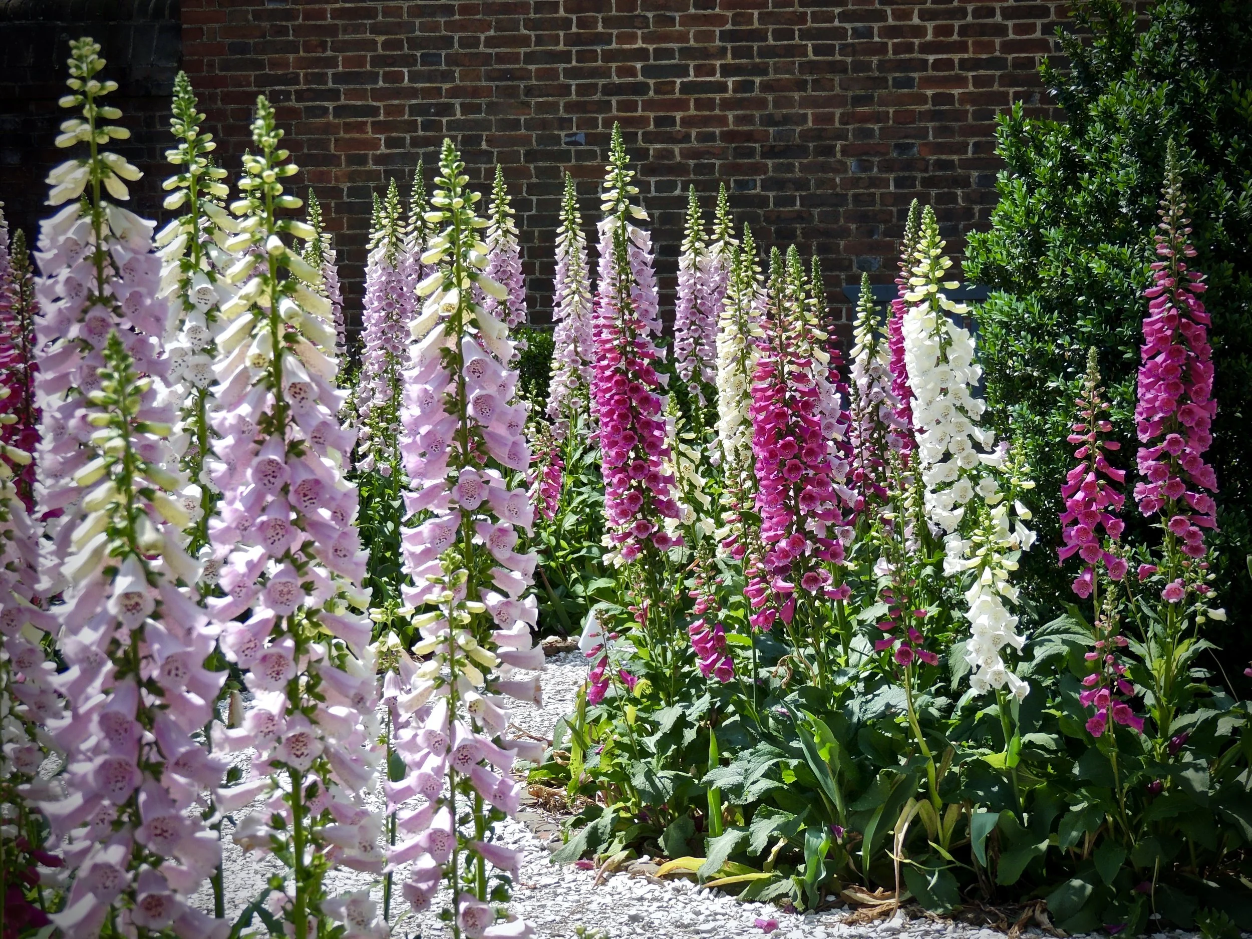 A garden with tall foxglove flowers in varying shades of pink, purple, and white, set against a brick wall background.