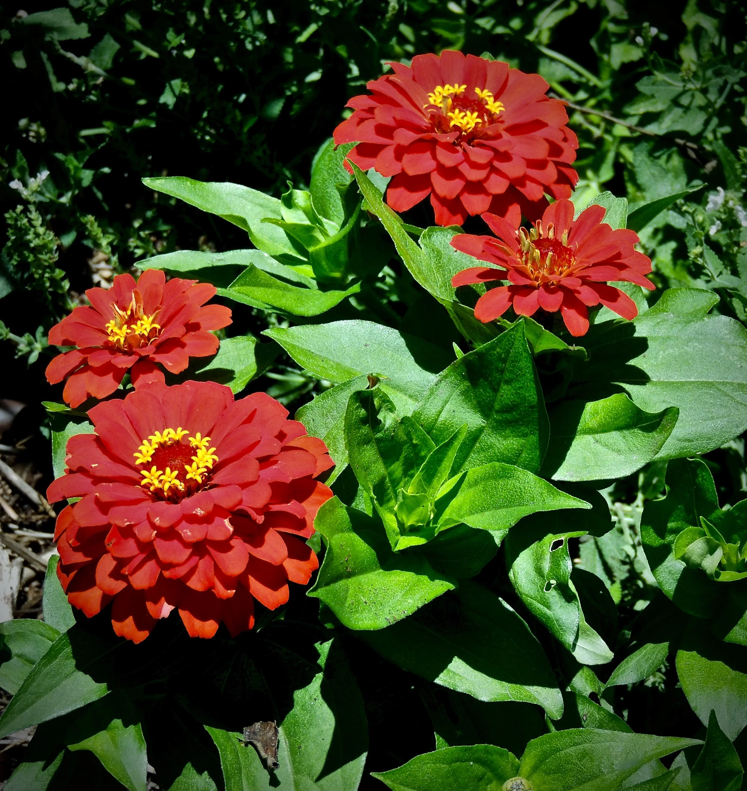 Red zinnia flowers with green leaves in a garden setting
