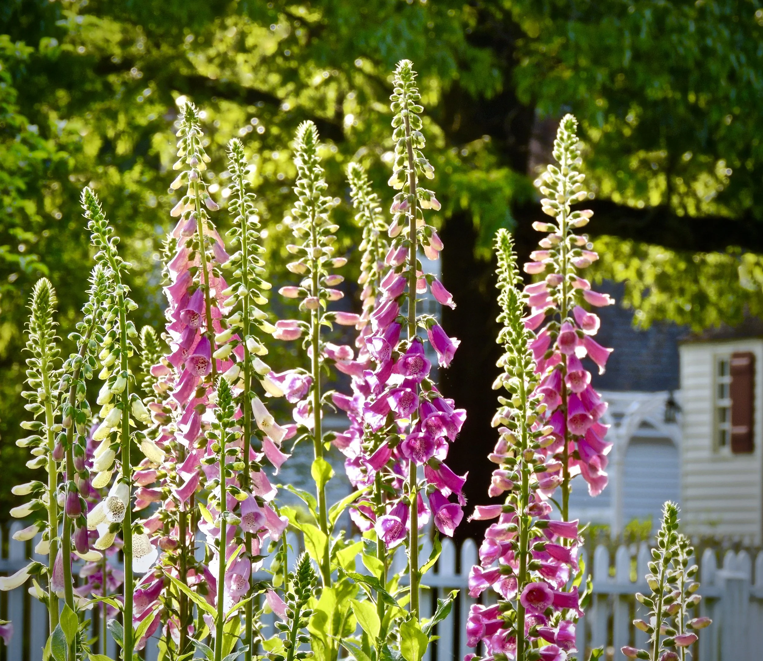 Pink and white foxglove flowers in a garden with a picket fence and house in the background.
