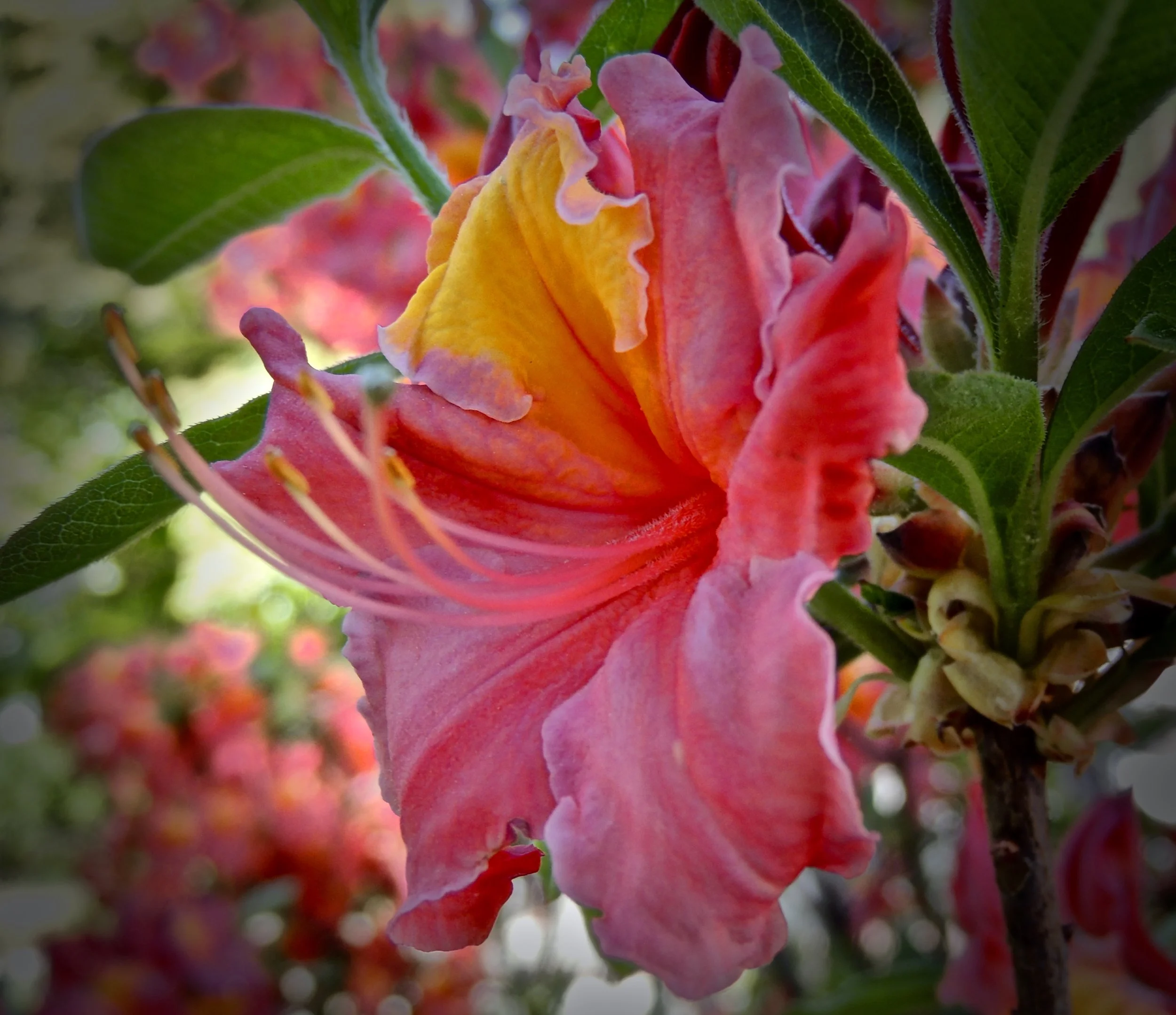 Close-up of pink and orange azalea flower with green leaves.