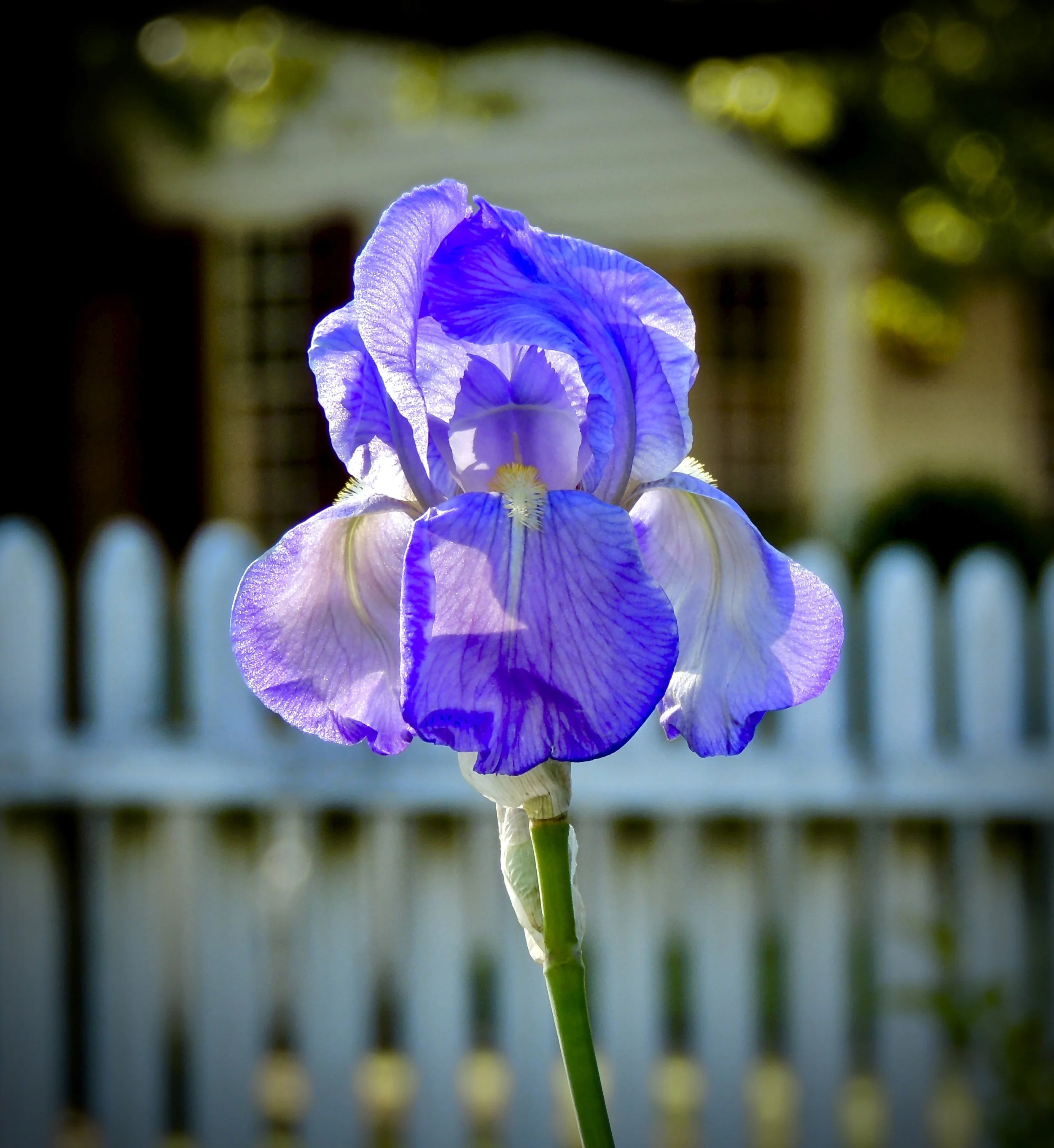 A close-up of a purple iris flower in front of a white picket fence.