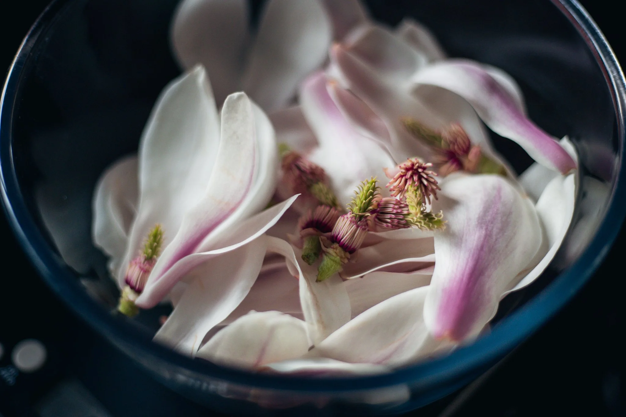 Magnolia Syrup — farmer and chef