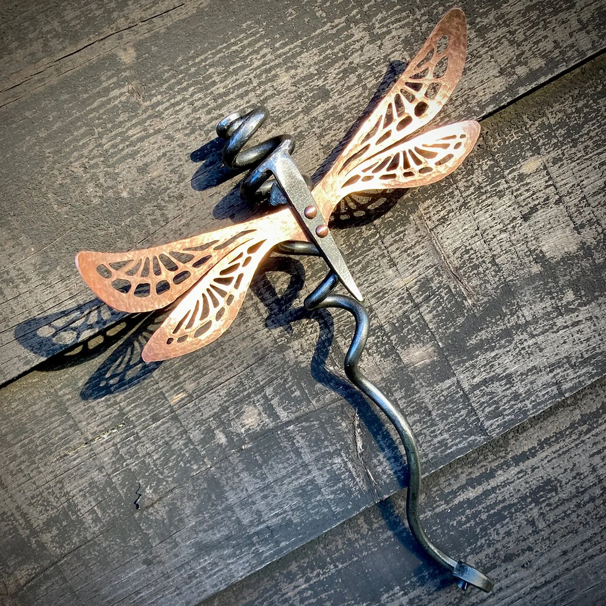Small Wall Dragonfly