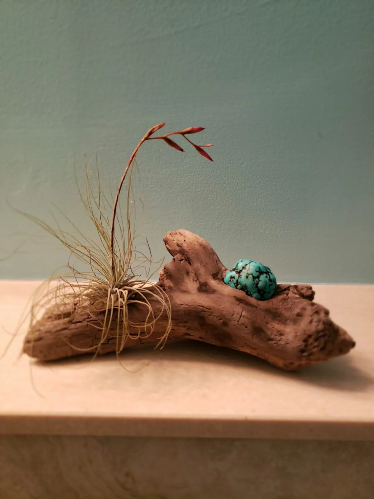 Turquoise , Driftwood & Air Plant Sculpture