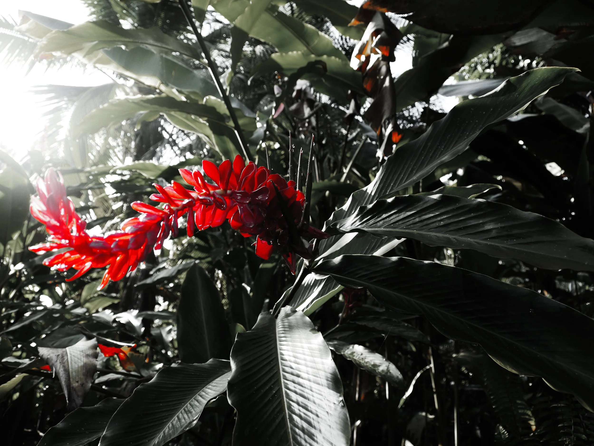 Flor.jpg