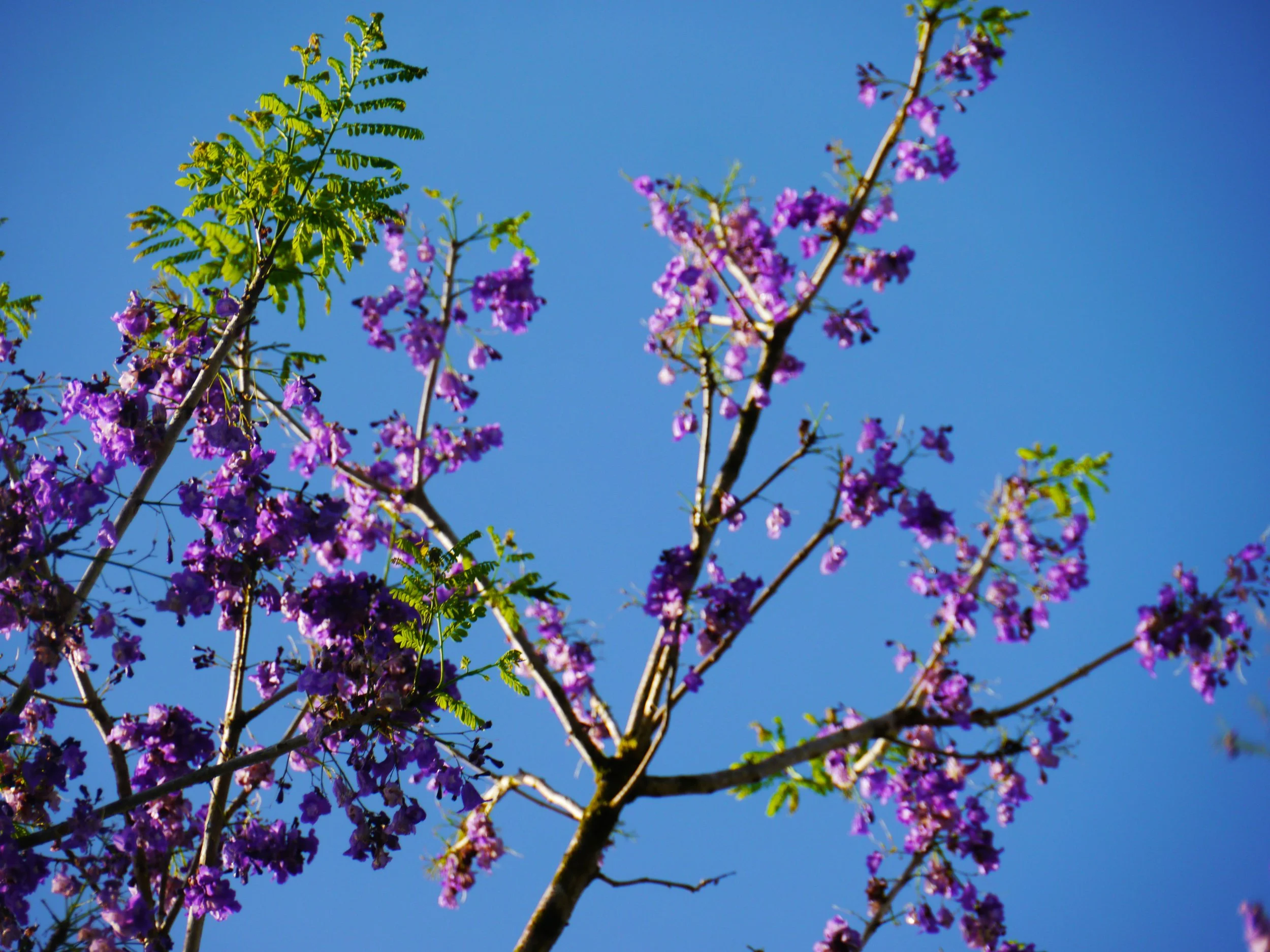 flower.jpg