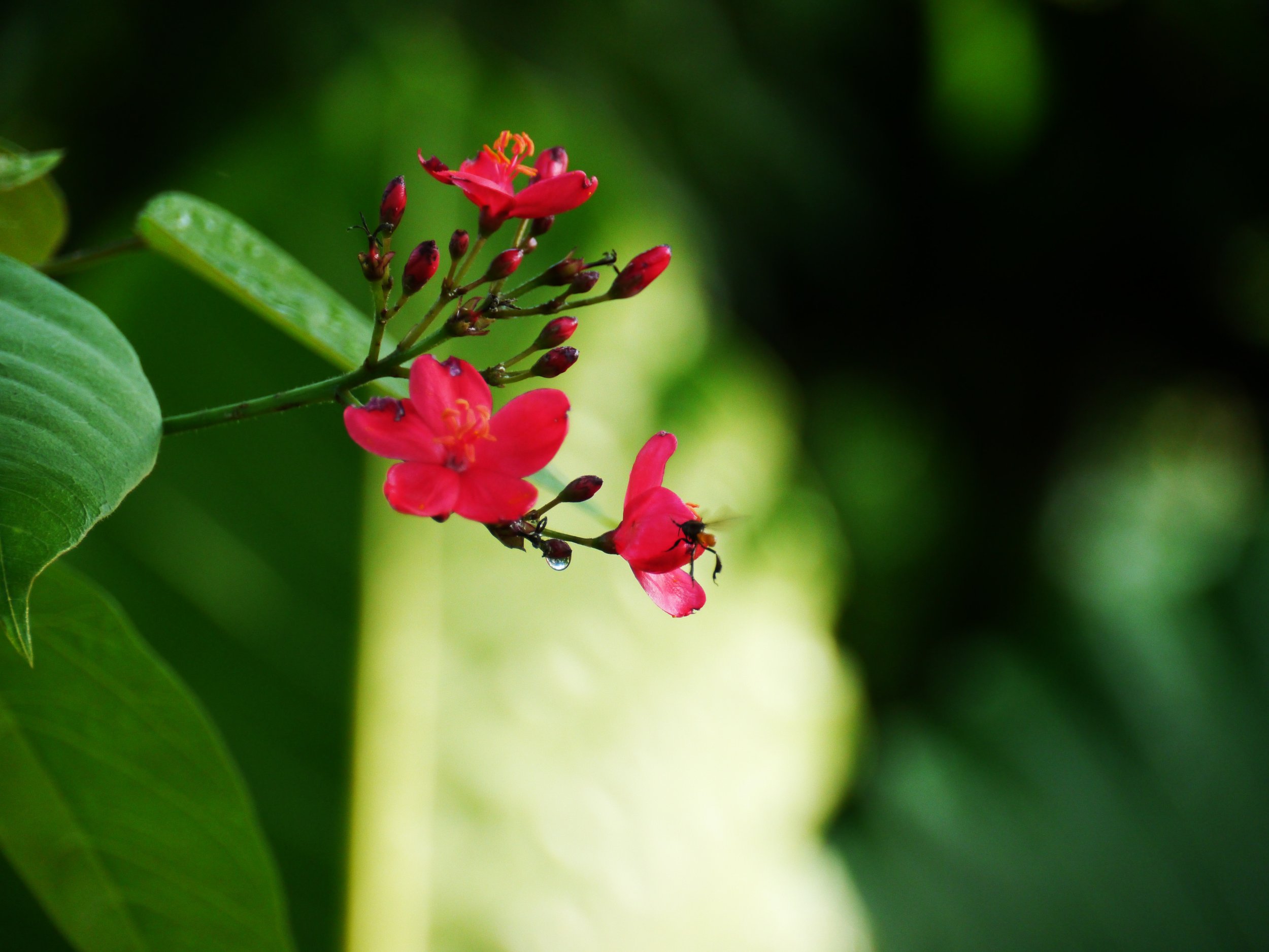 flor2.jpg