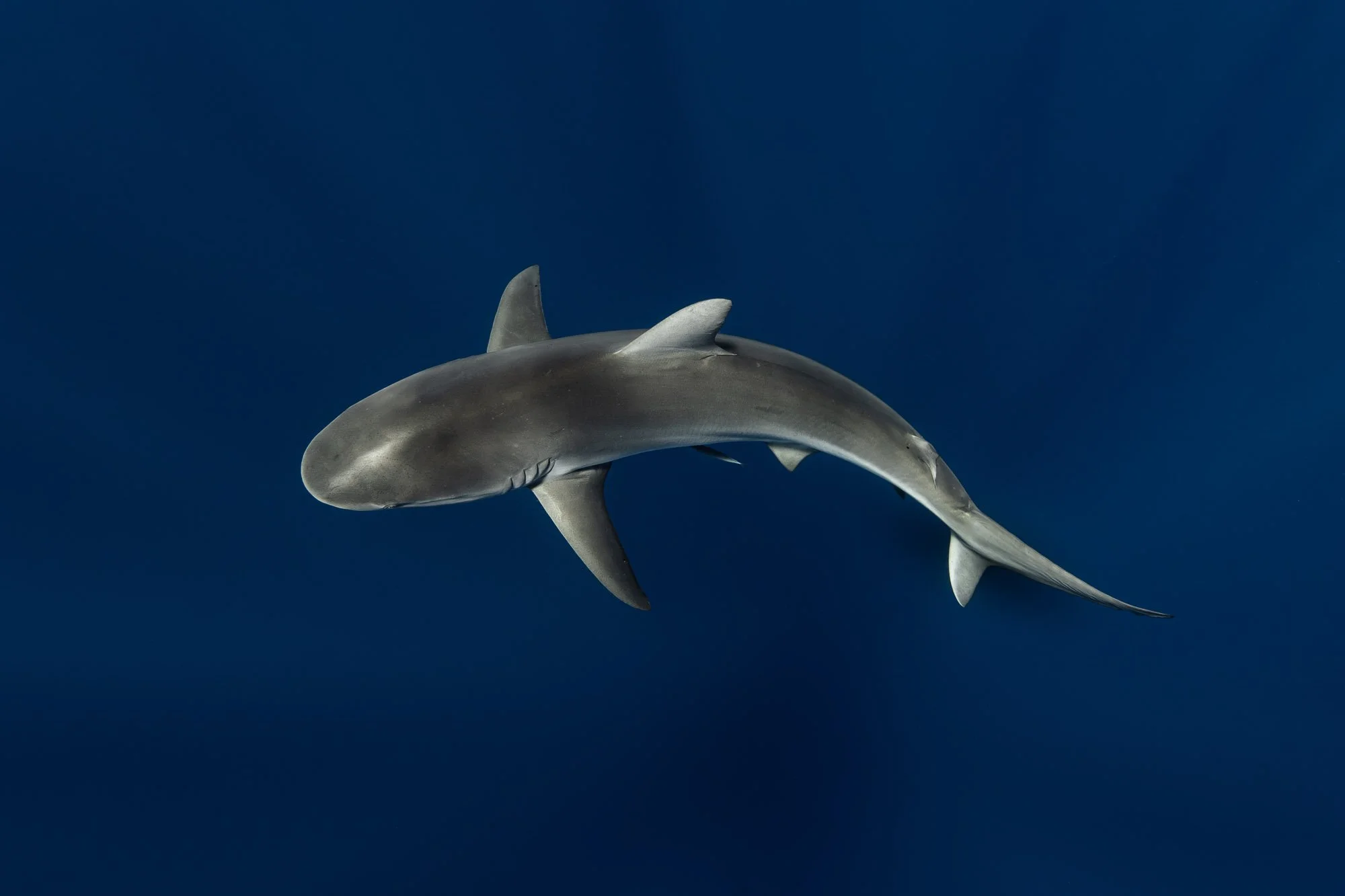 Overhead view of a Galapagos shark swimming in deep blue water.