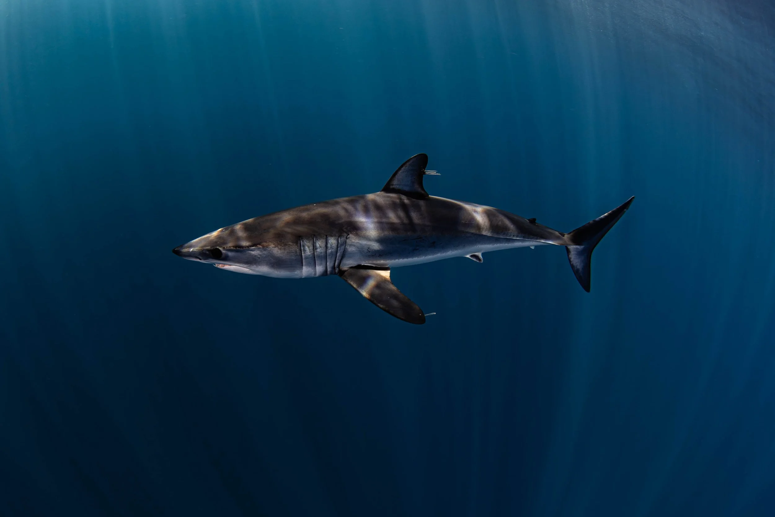 Mako in the Blue.jpg