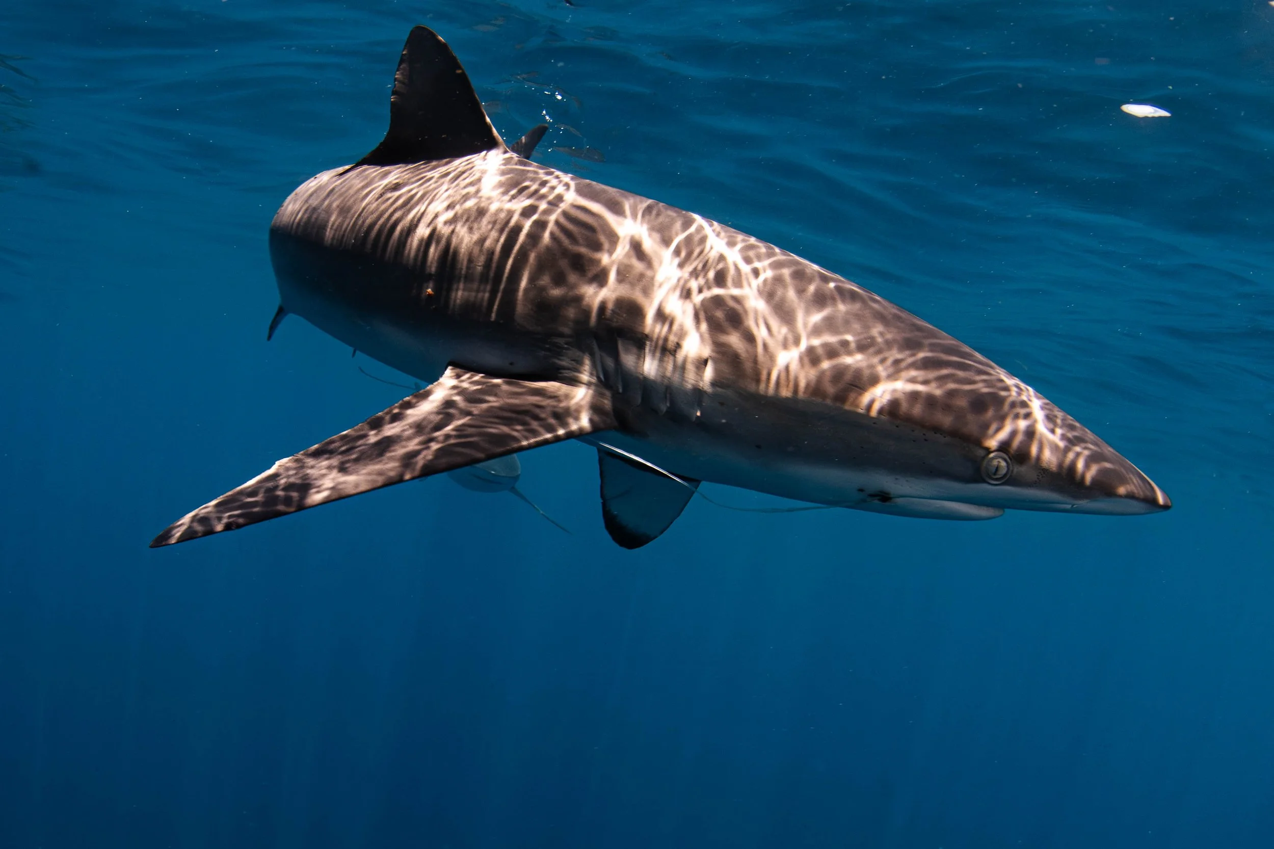 La Ventana - Silky Shark with Fishing Line.jpg