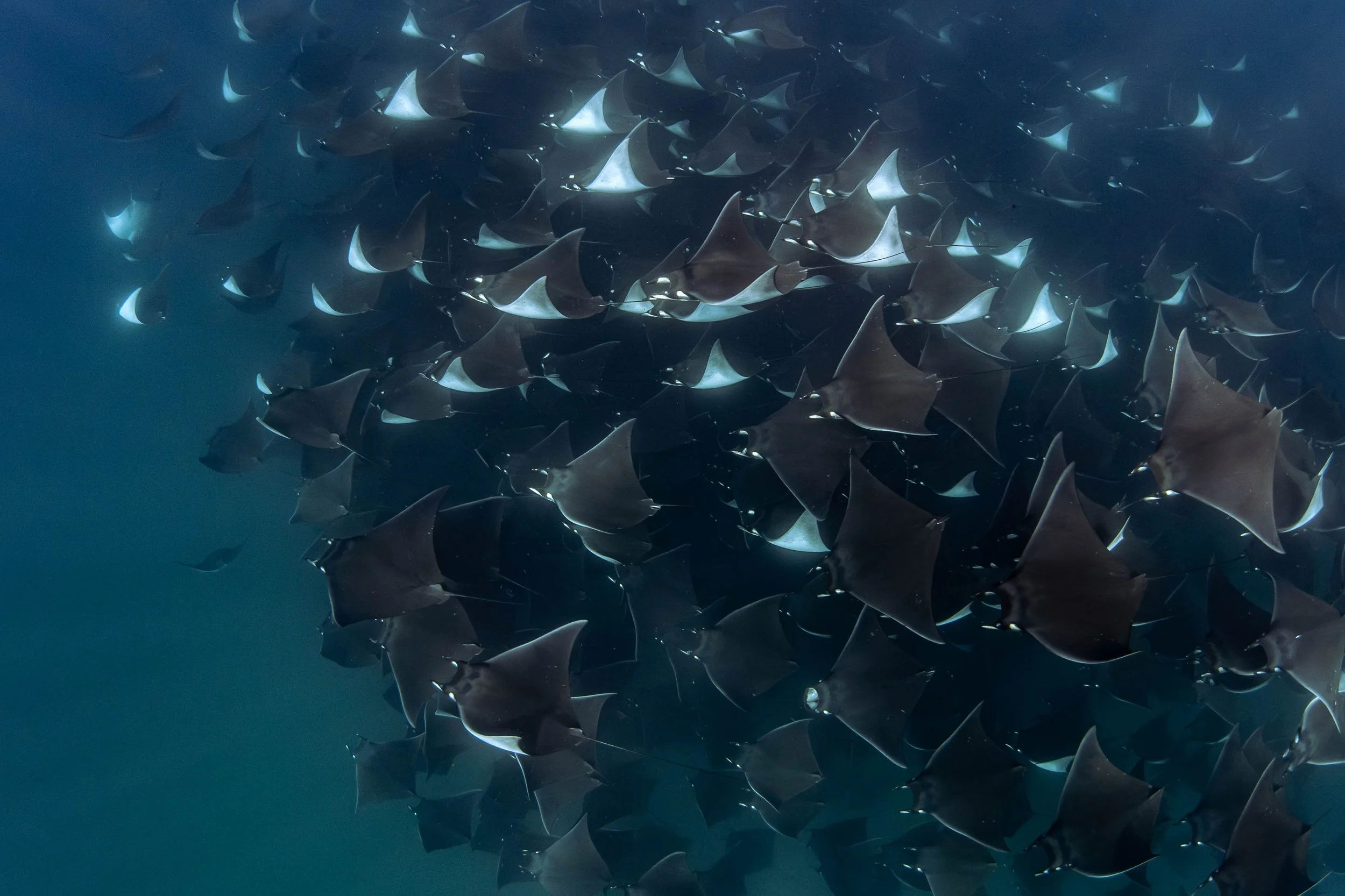 Mobula Ray Expedition – Baja California Sur