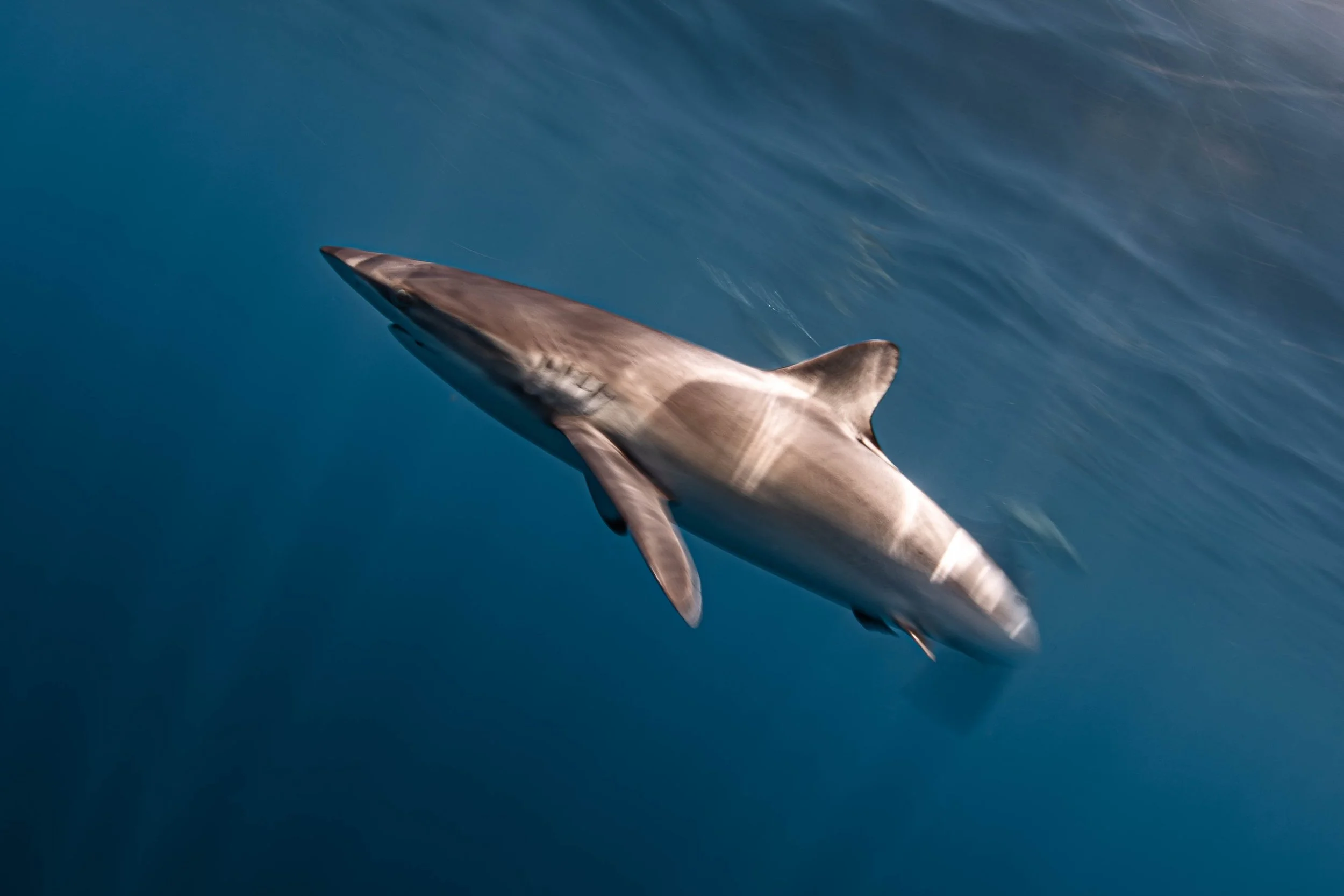 La Ventana - Silky Shark Slow Shutter.jpg