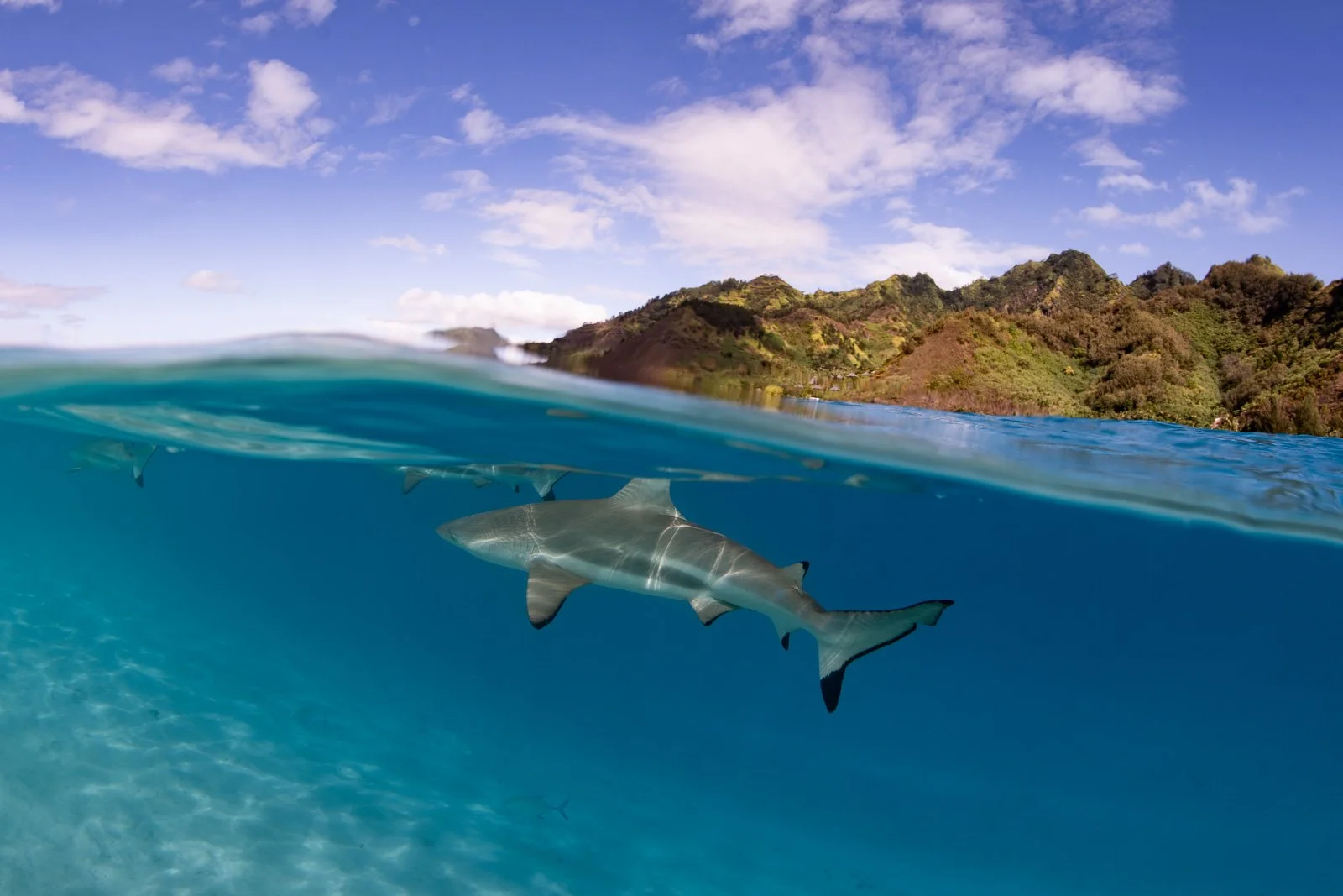 Blacktip Sharks in the lagoon - Fernch Polynesia.jpg