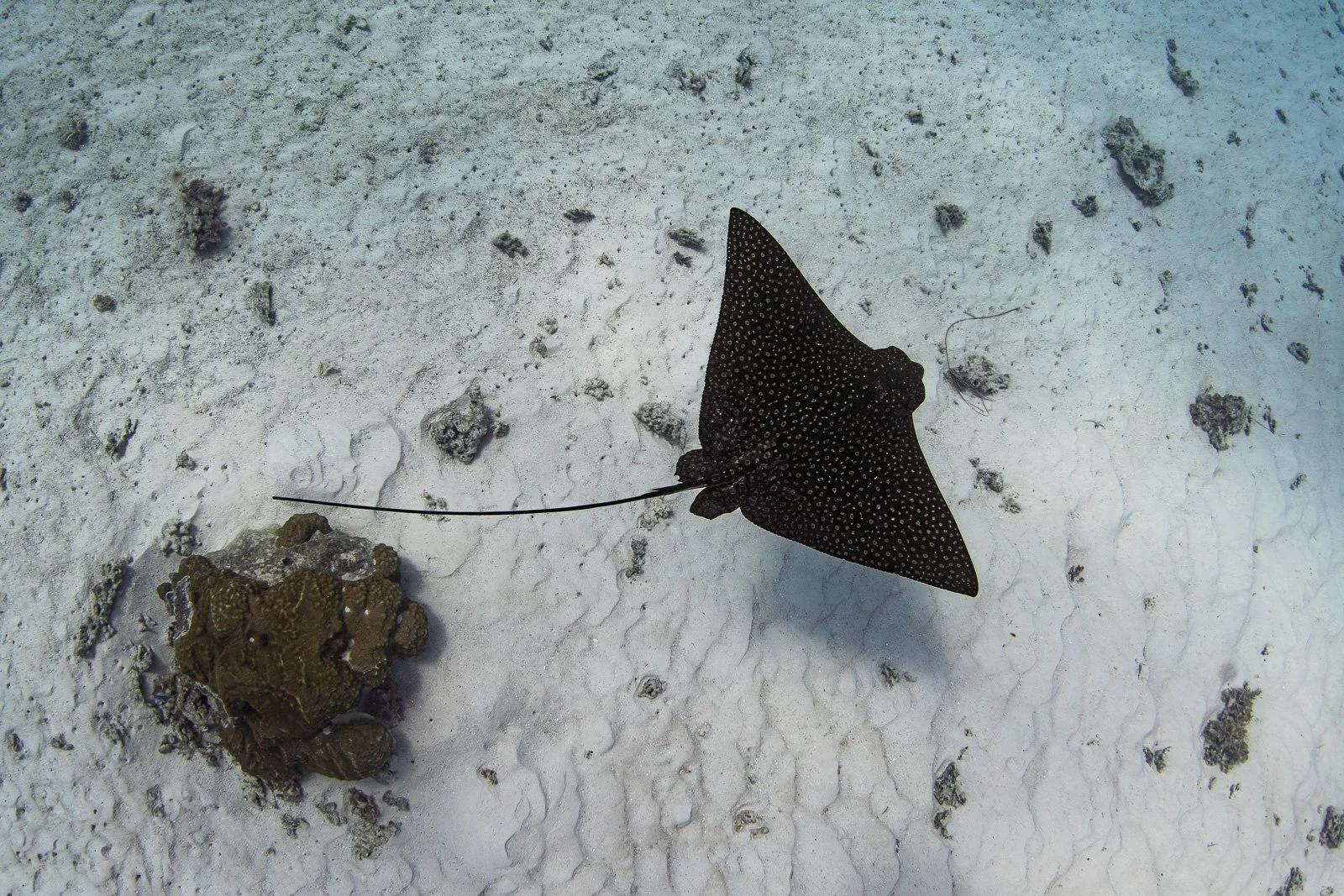 Eagle Ray - Fernch Polynesia.jpg