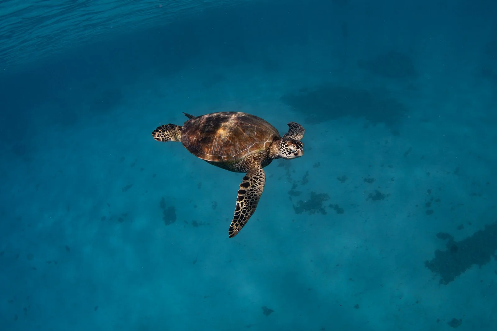Turtle in the Lagoon - Fernch Polynesia.jpg