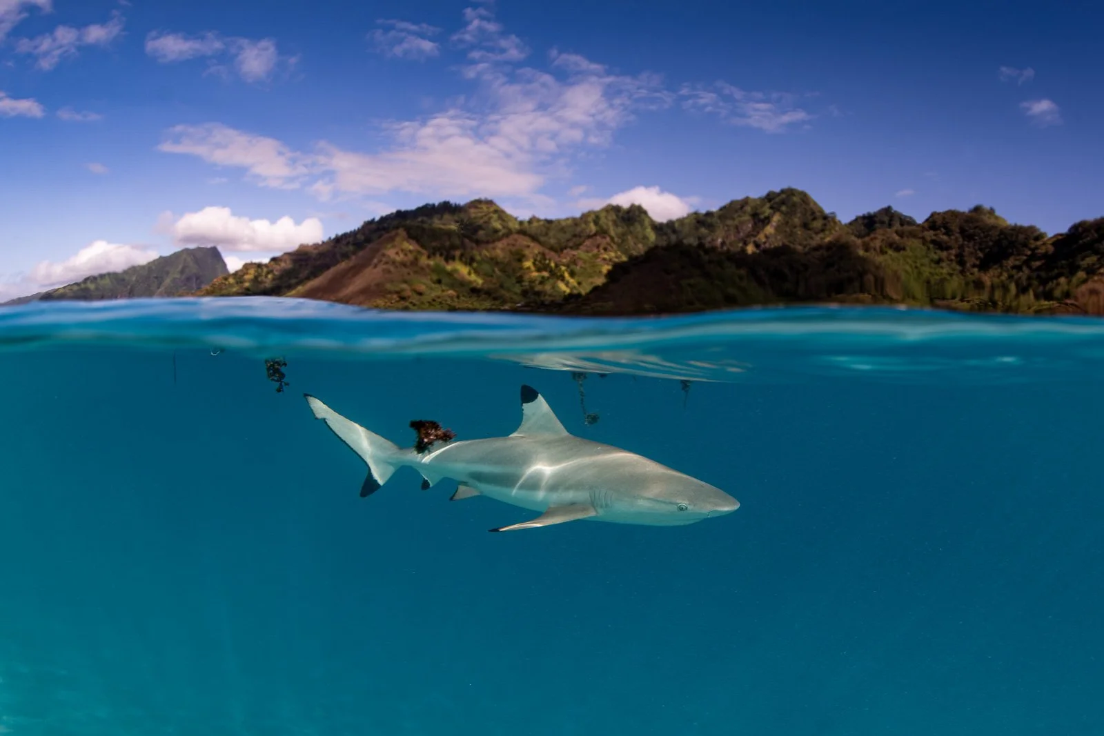 Blacktip Sharks in the lagoon split shot - Fernch Polynesia.jpg