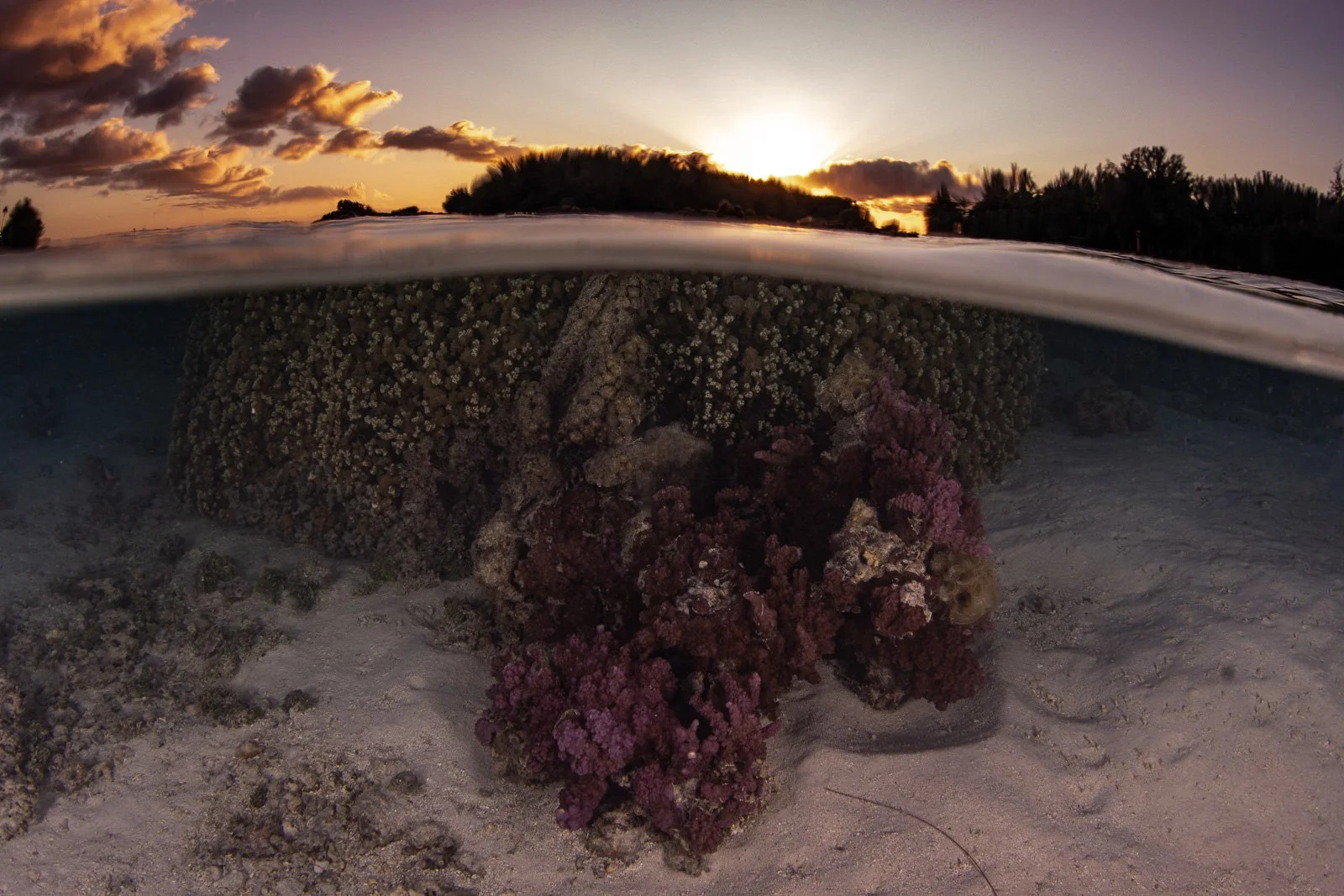 Split Shot Coral - Fernch Polynesia.jpg