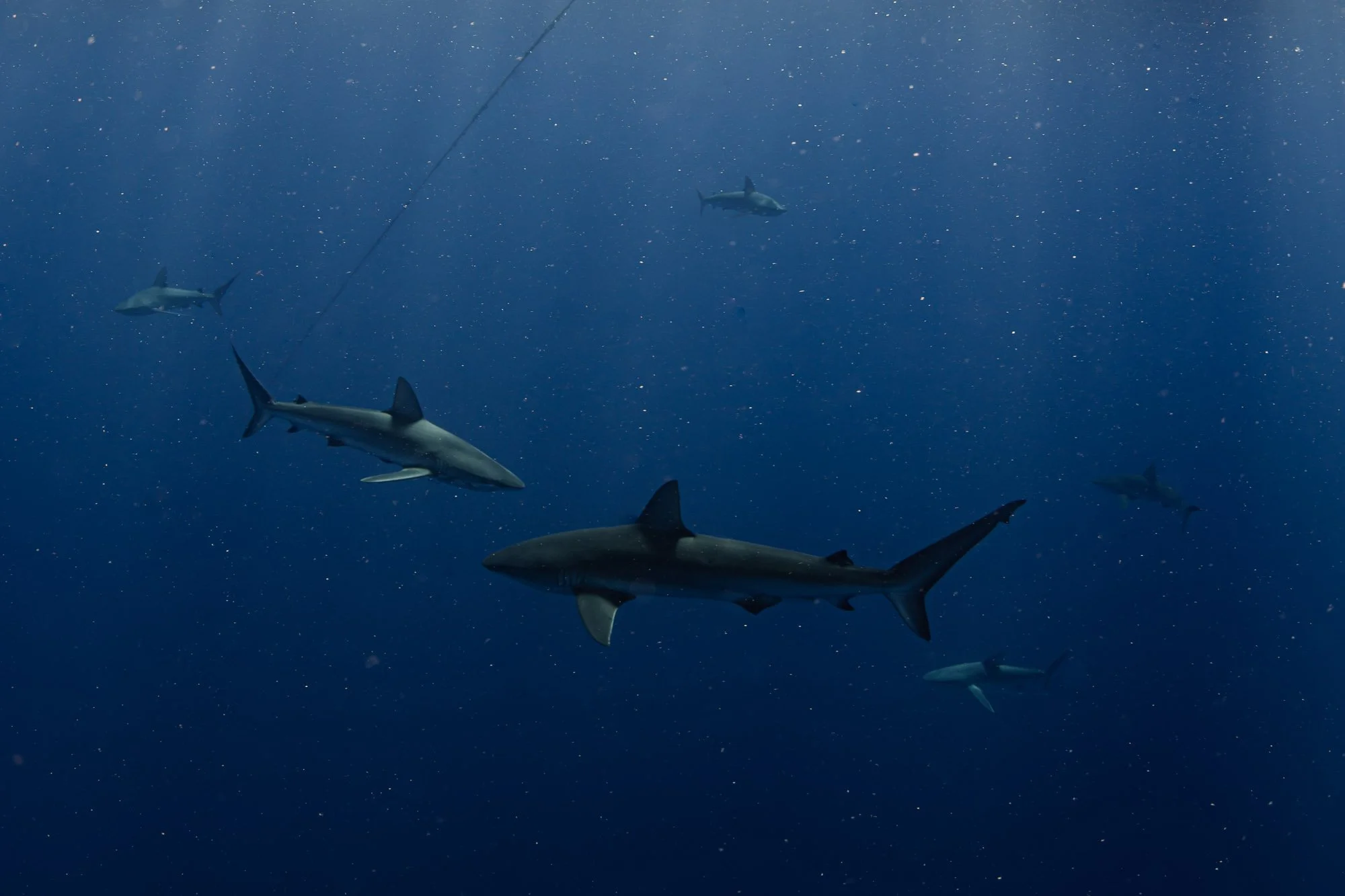 Galapagos Sharks - Oahu, Hawaii.jpg