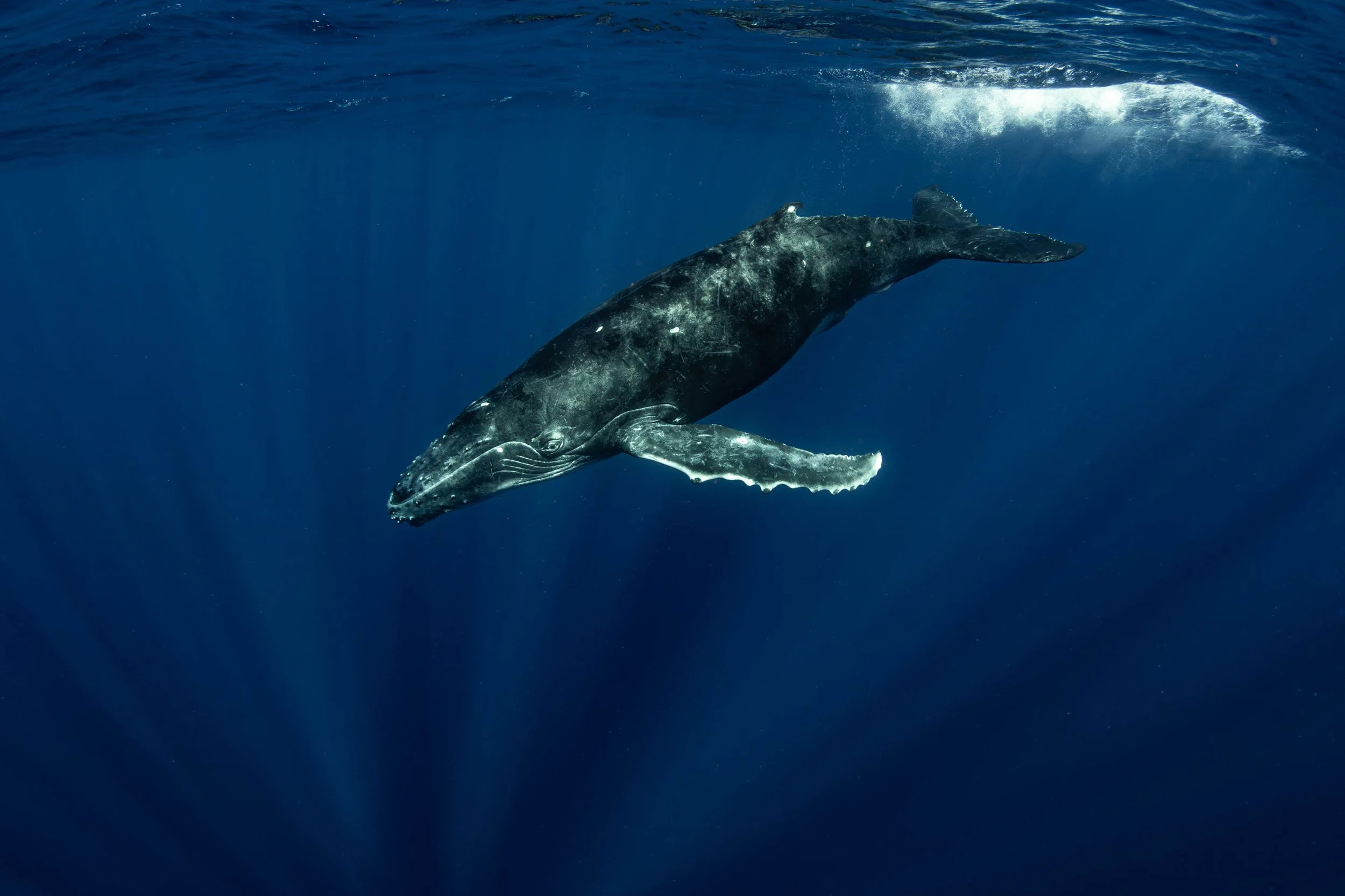 Fench Polynesia - Calf Swimming.jpg
